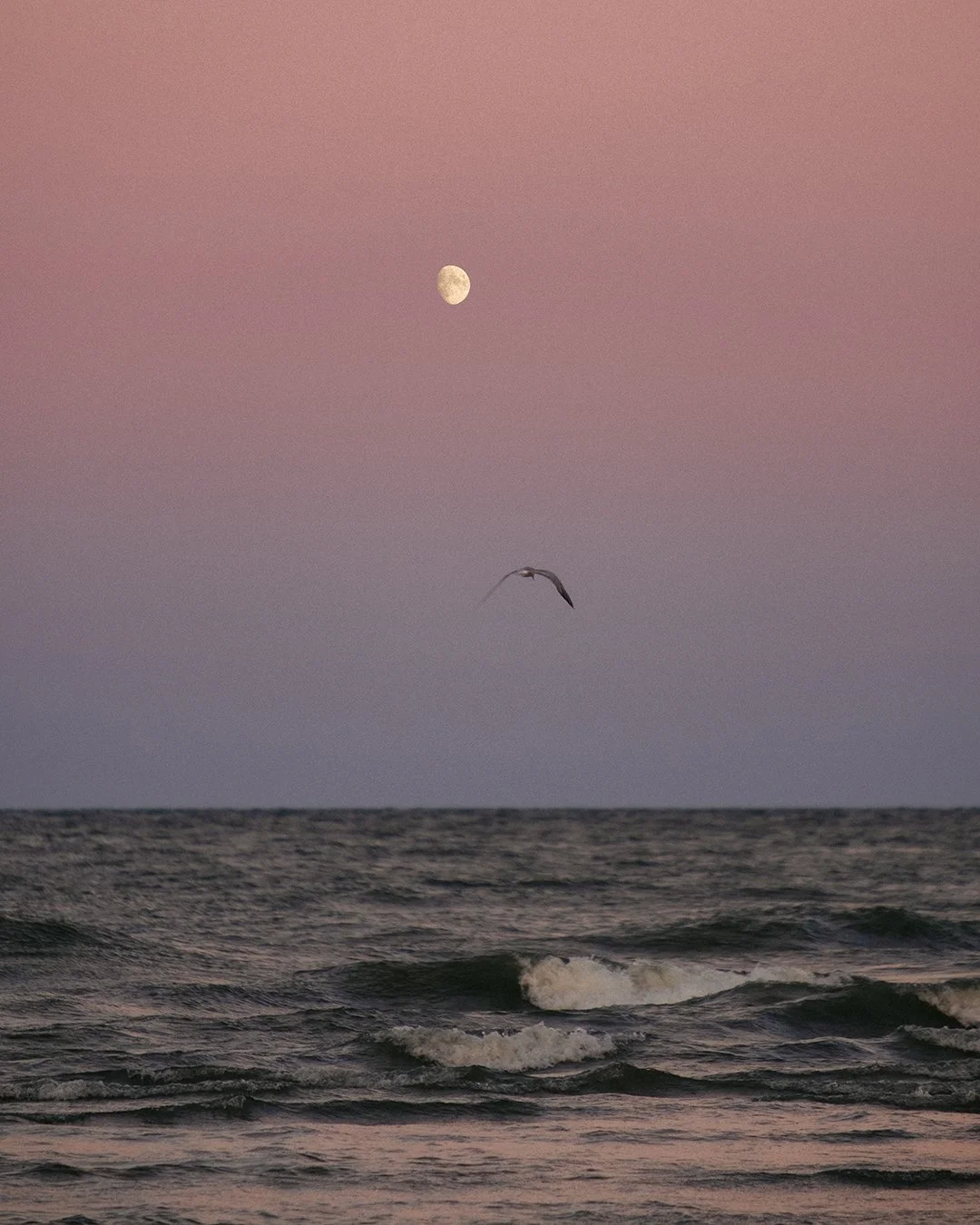 A seagull flying over the ocean waves during sunset with the moon visible in a pinkish sky.