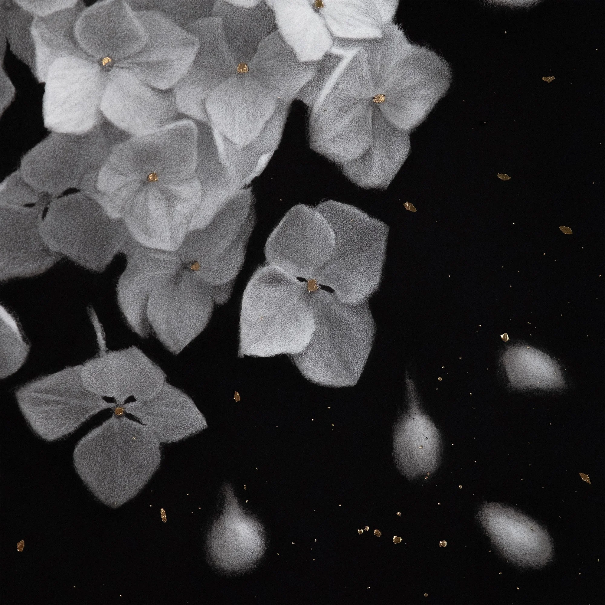 Graphite drawing of white hydrangea flowers with gold leaf on a black background.