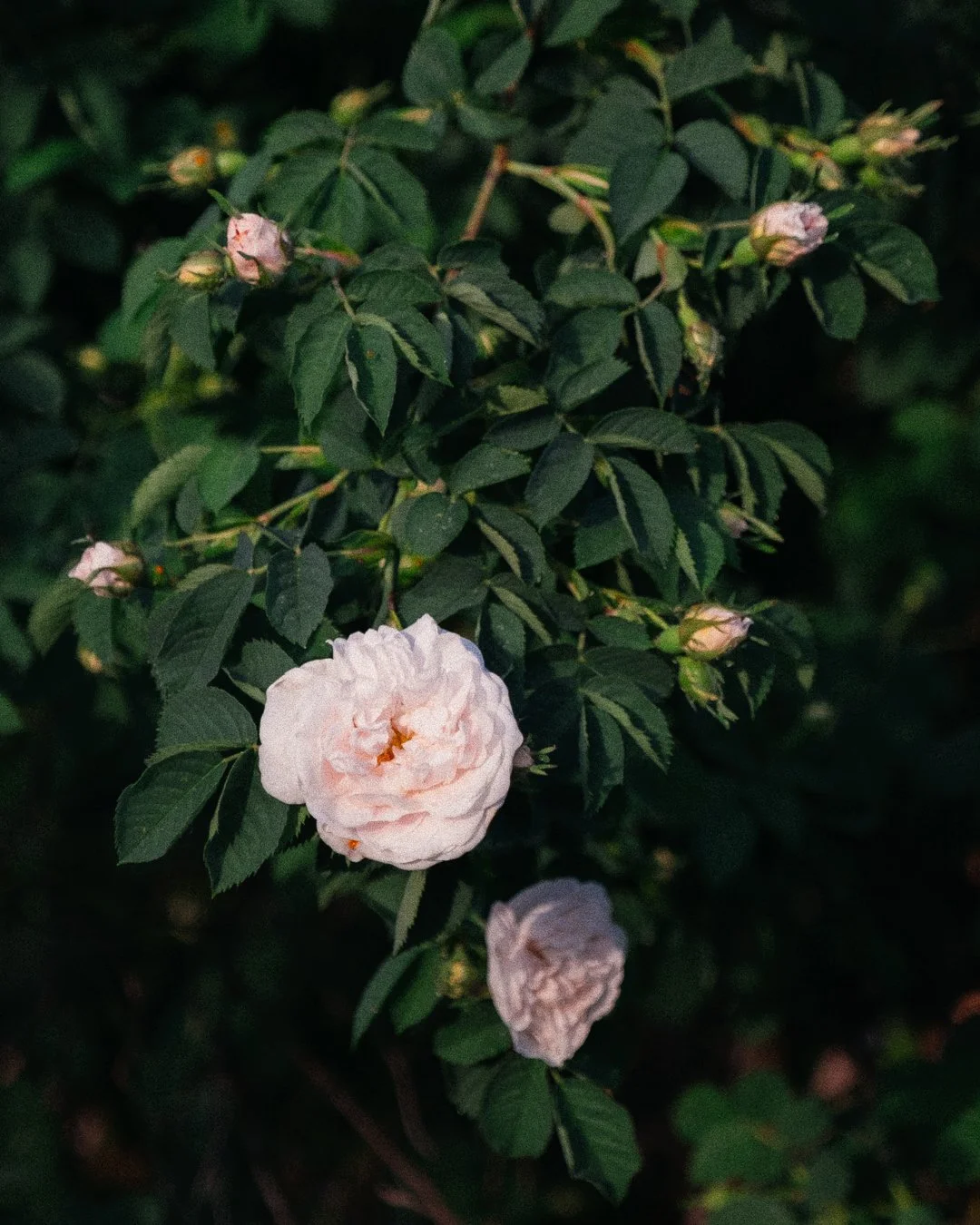 Peach-colored roses blooming on a bush with dark green leaves.