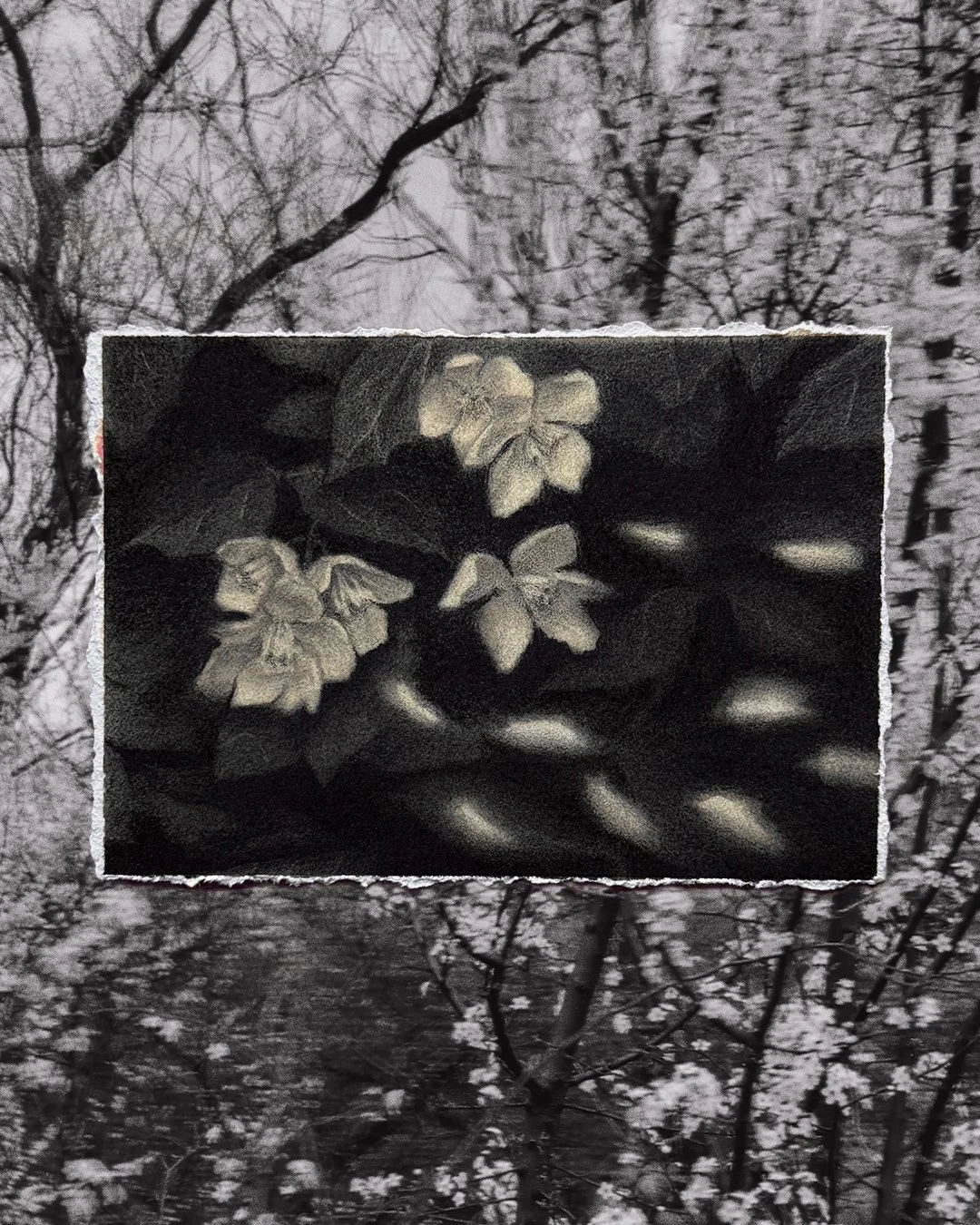 Black and white mixed media drawing of flowers blown by wind, on dark leaves, overlaid on a black and white photograph of motion blurred tree branches in spring.