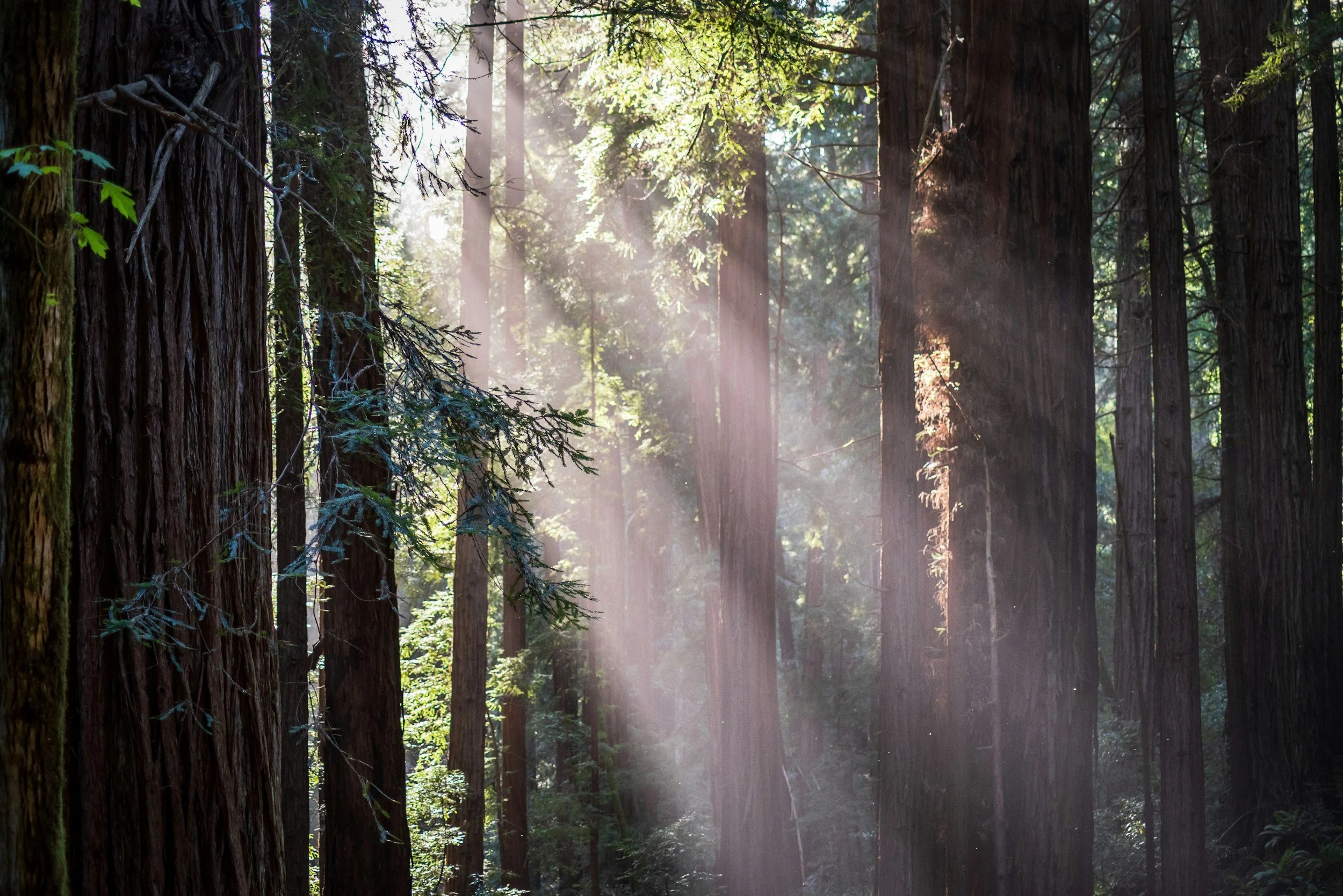 Sunlight streaming through tall redwood trees in a forest.