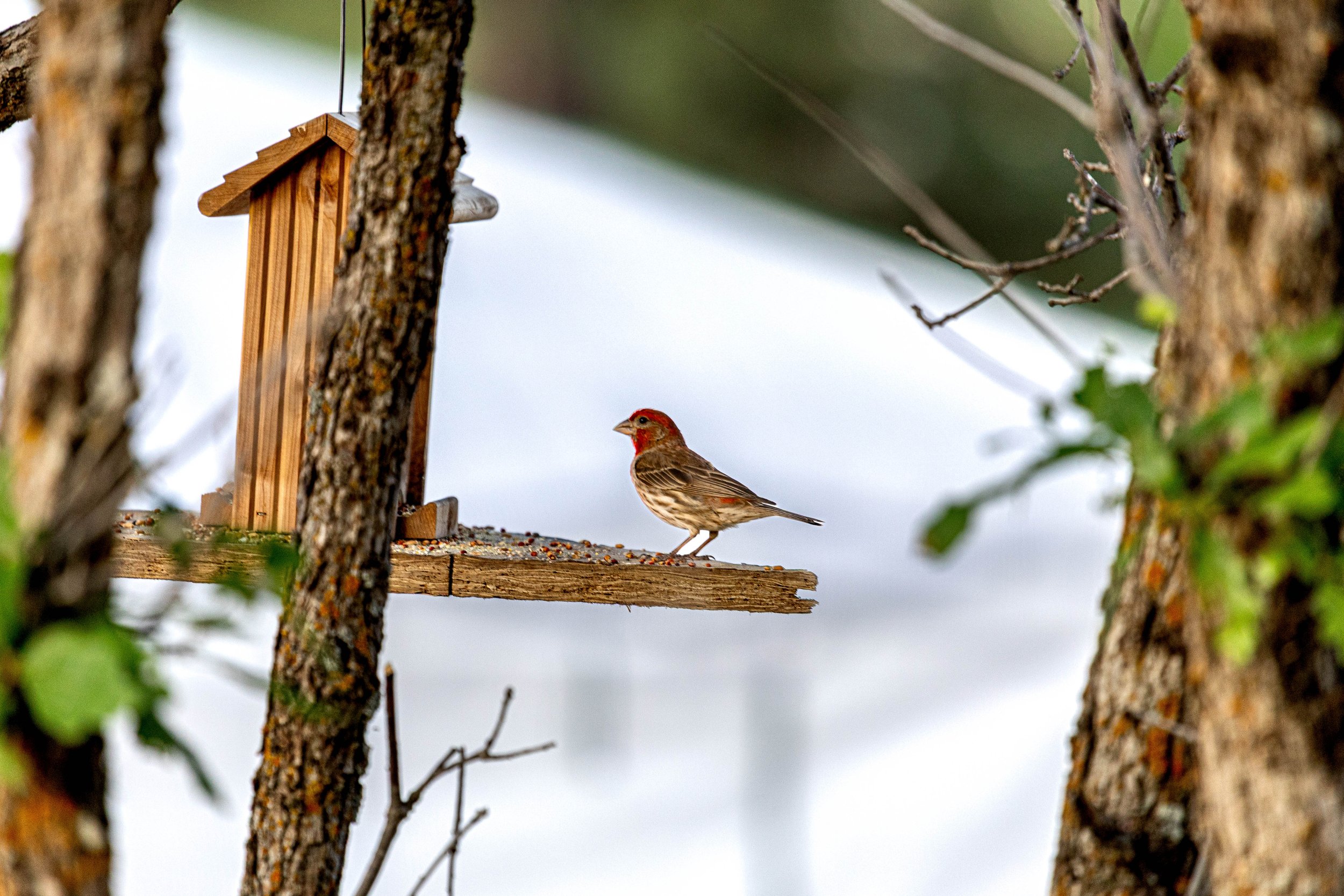 One of our resident birds at Basecamp Pagosa