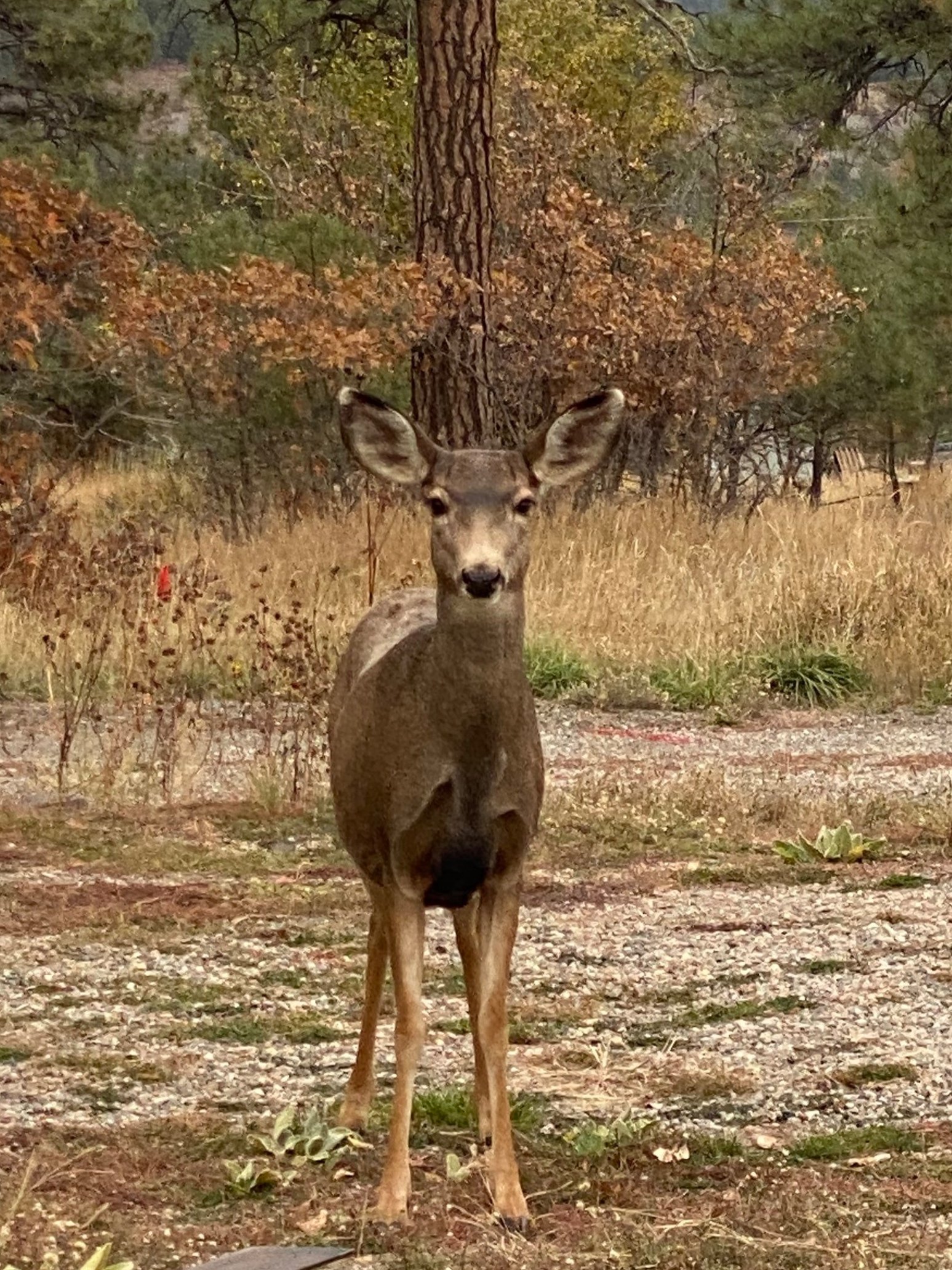 On of our curious resident deer at Basecamp Pagosa.