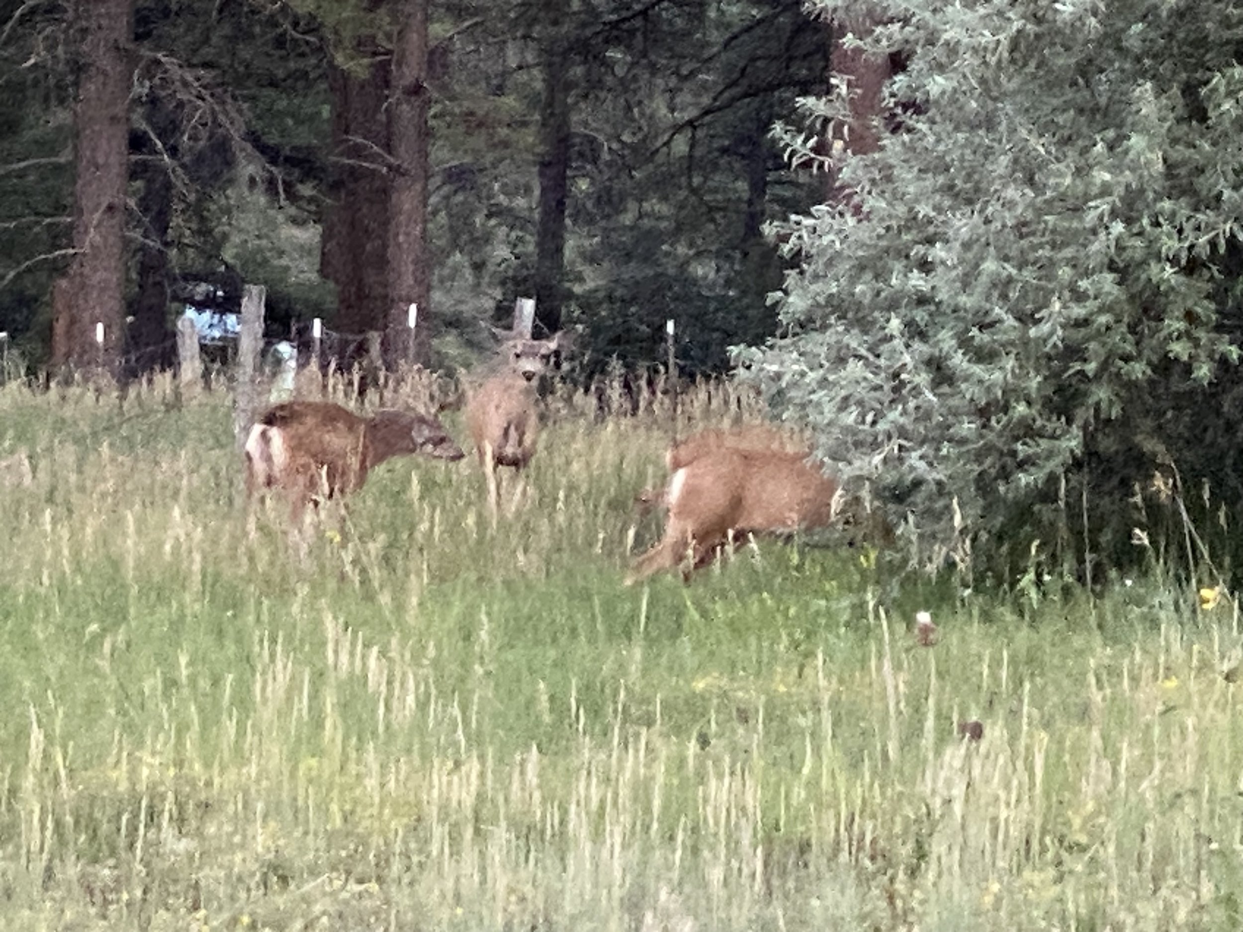 Resident deer enjoying a nice meal at Basecamp Pagosa.