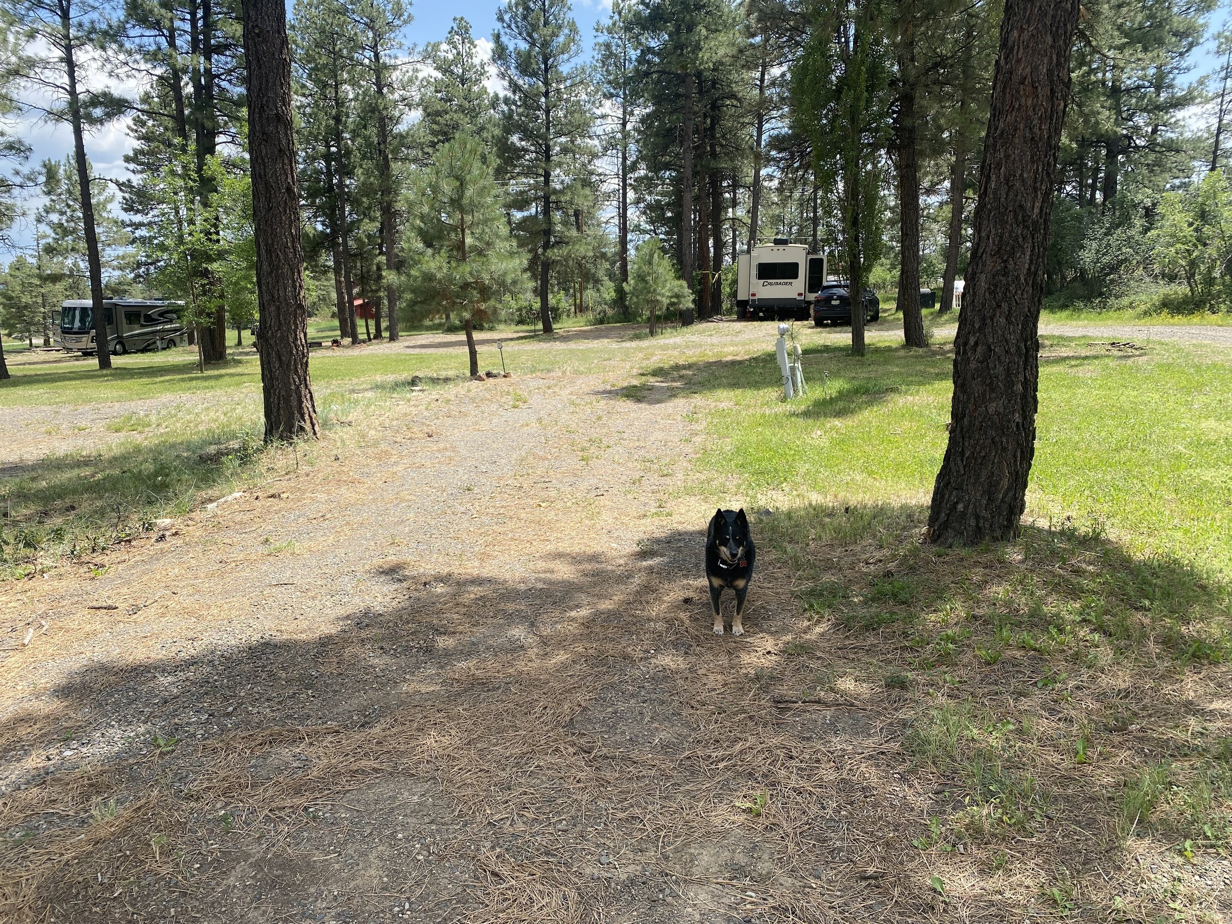 Scout, our favorite Blue Heeler, checking out an RV site at Basecamp Pagosa.