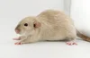 Rat Coats, Colors & Patterns We Offer | Varieties at Coastline Pets ...