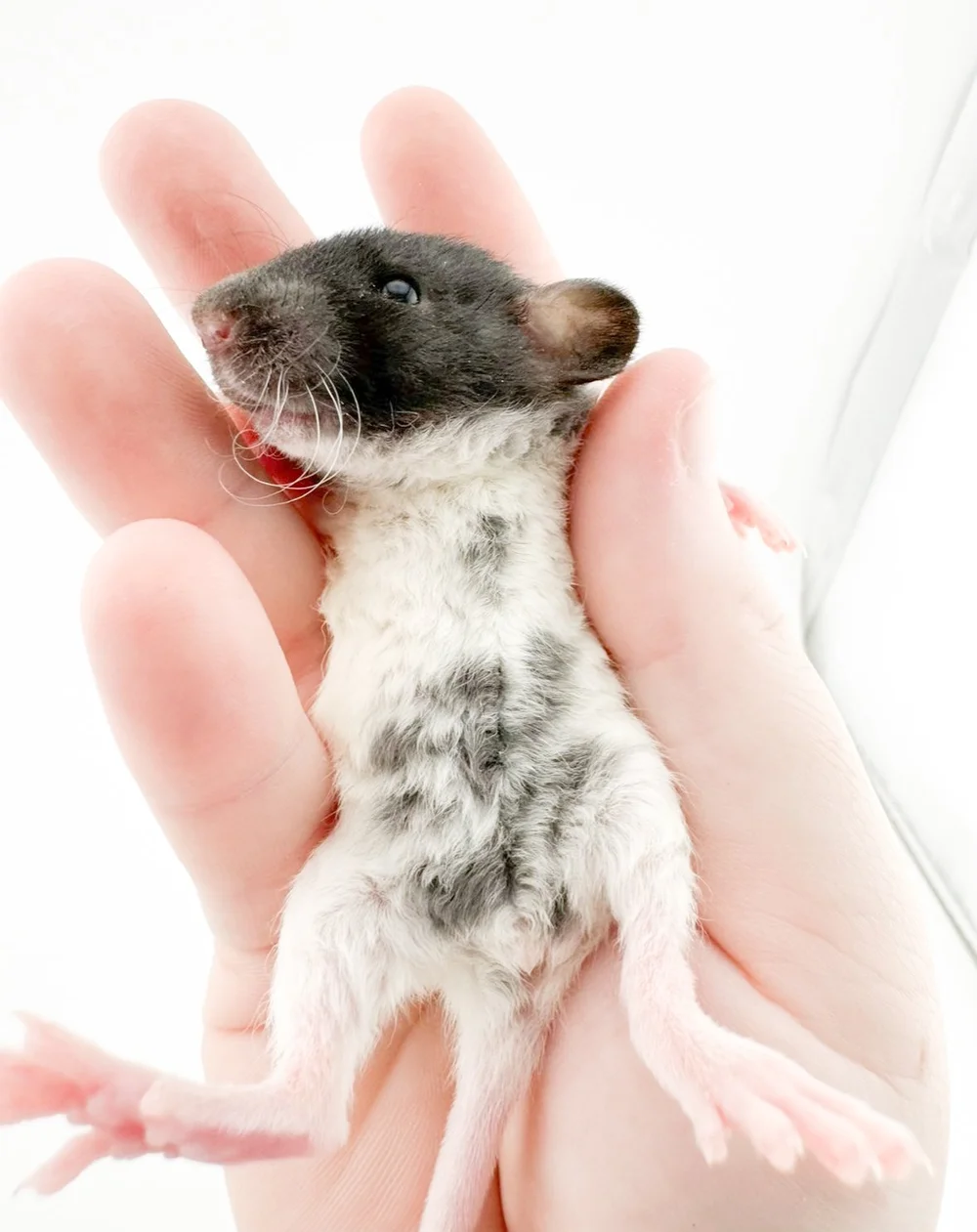Pet Rat Pricing & Adoption Fees | Coat & Trait Cost Breakdown ...