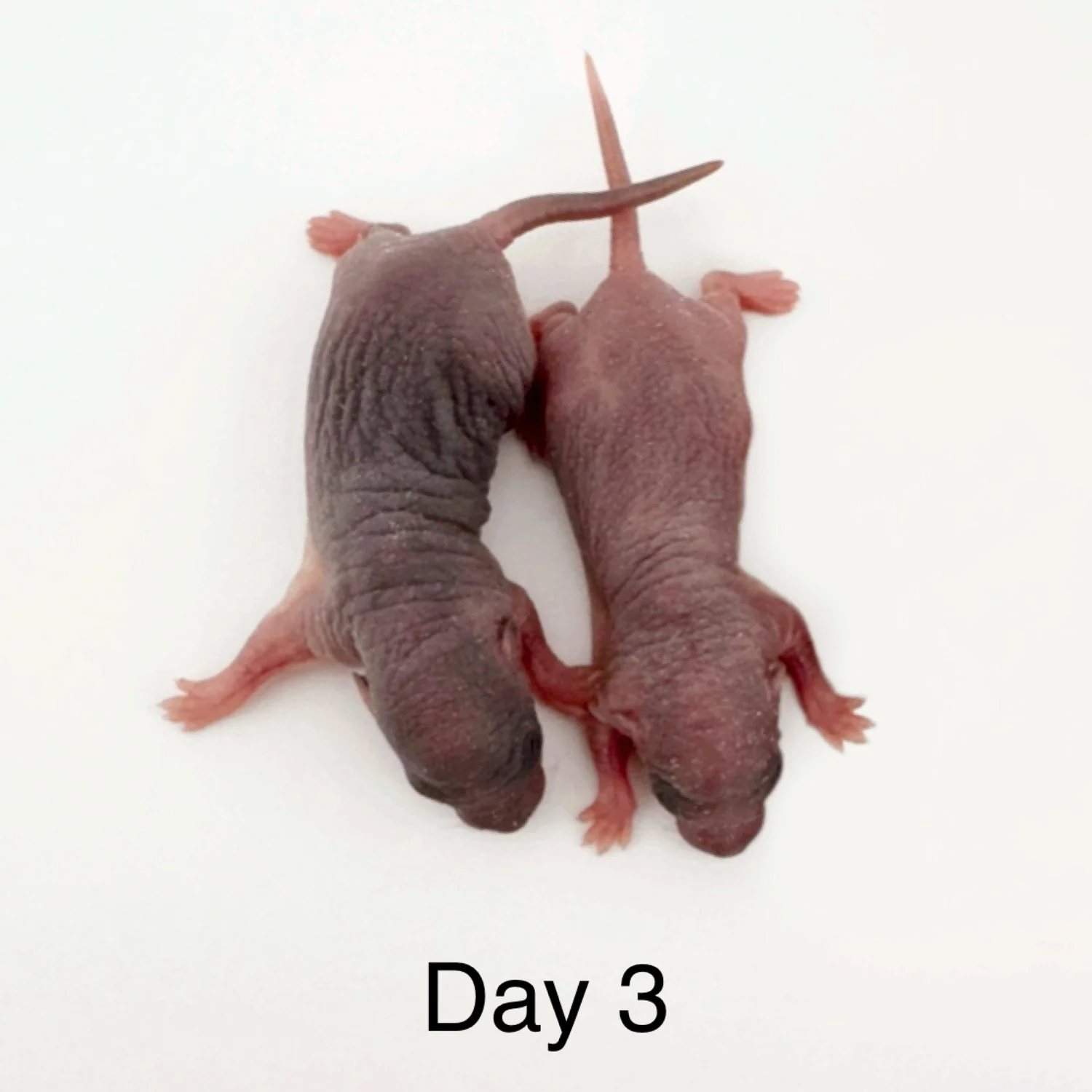 Rat Development Stages: From Newborn Pinky to Senior Rat | Coastline ...
