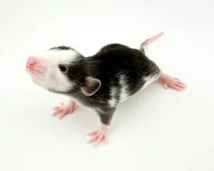 Rat Development Stages: From Newborn Pinky to Senior Rat | Coastline ...