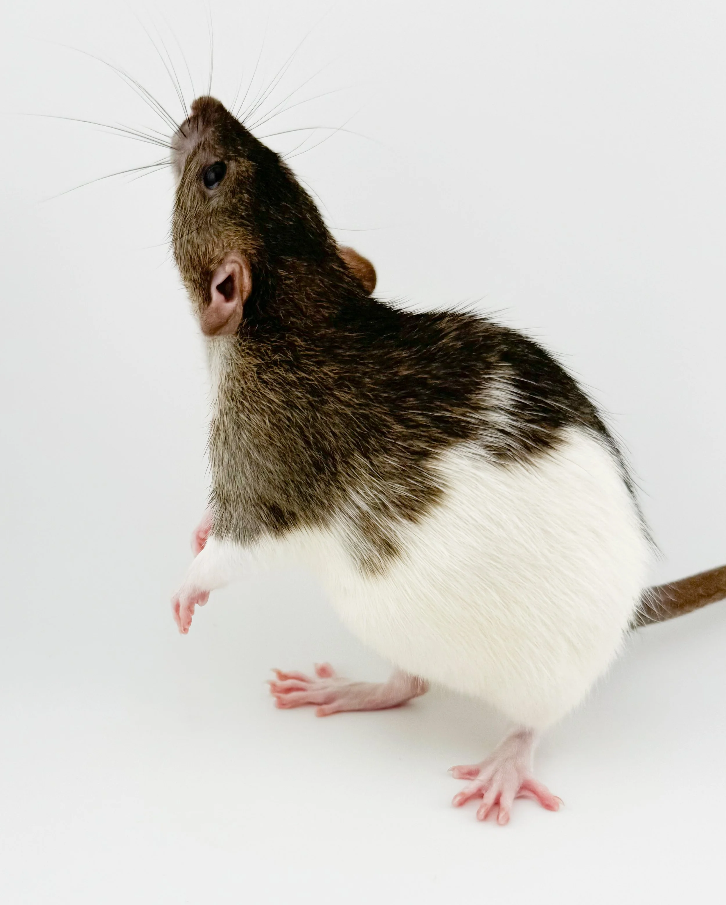 Rat Development Stages: From Newborn Pinky to Senior Rat | Coastline ...