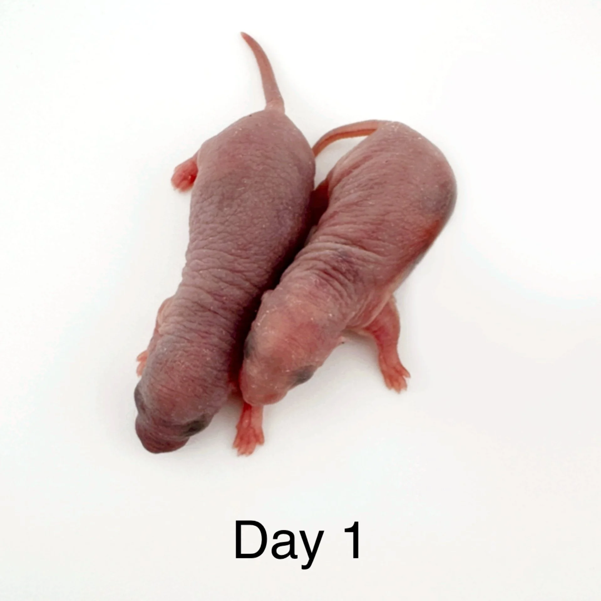 Rat Development Stages: From Newborn Pinky to Senior Rat | Coastline ...