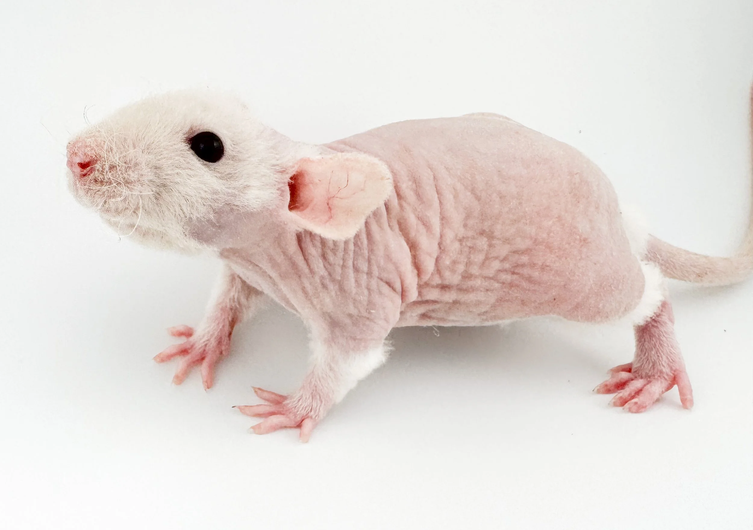 Pet Rat Pricing & Adoption Fees | Coat & Trait Cost Breakdown ...