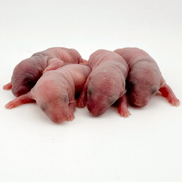 Rat Development Stages: From Newborn Pinky to Senior Rat | Coastline ...