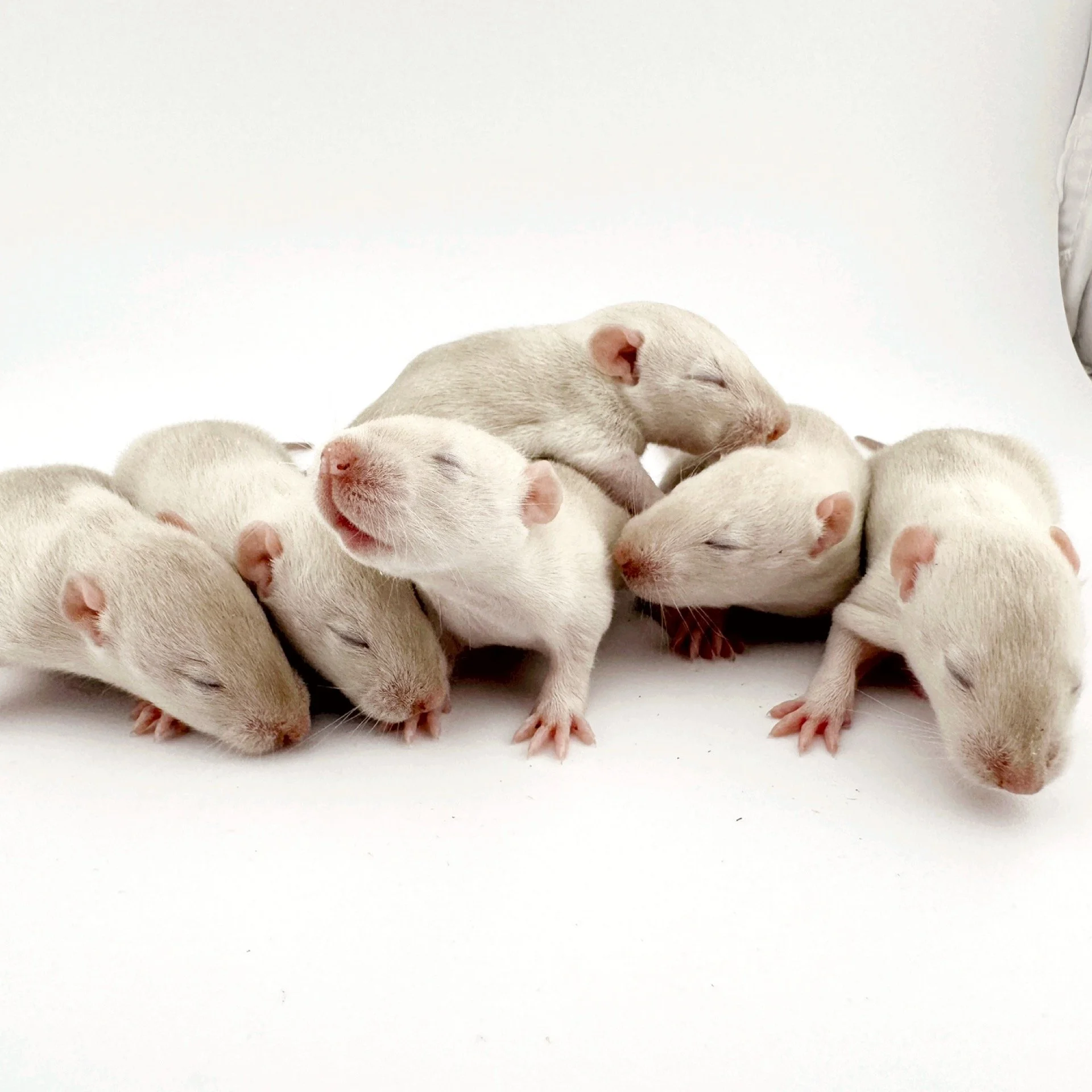 Rat Development Stages: From Newborn Pinky to Senior Rat | Coastline ...