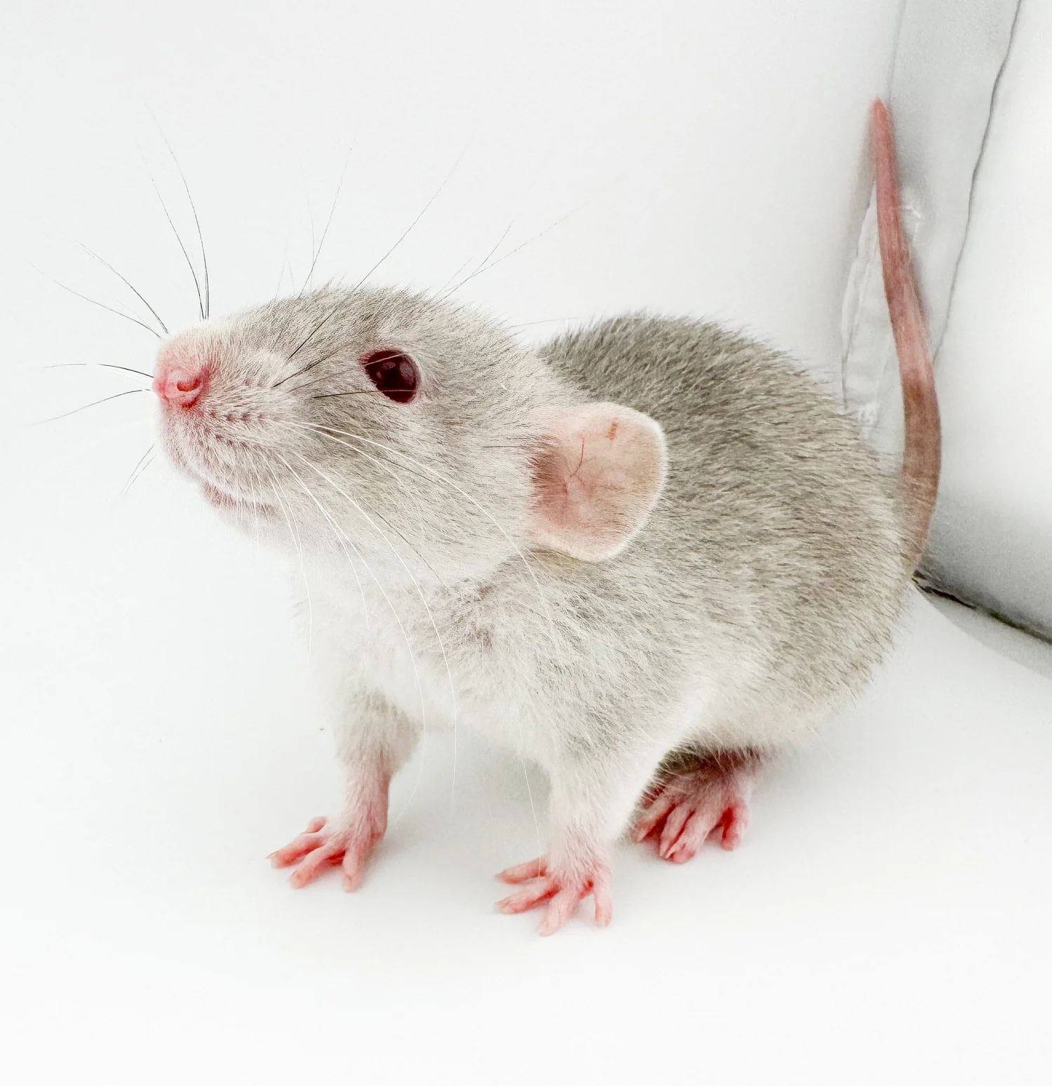 Dec Rat Pet Rat Pricing & Adoption Fees | Coat & Trait Cost Breakdown ...