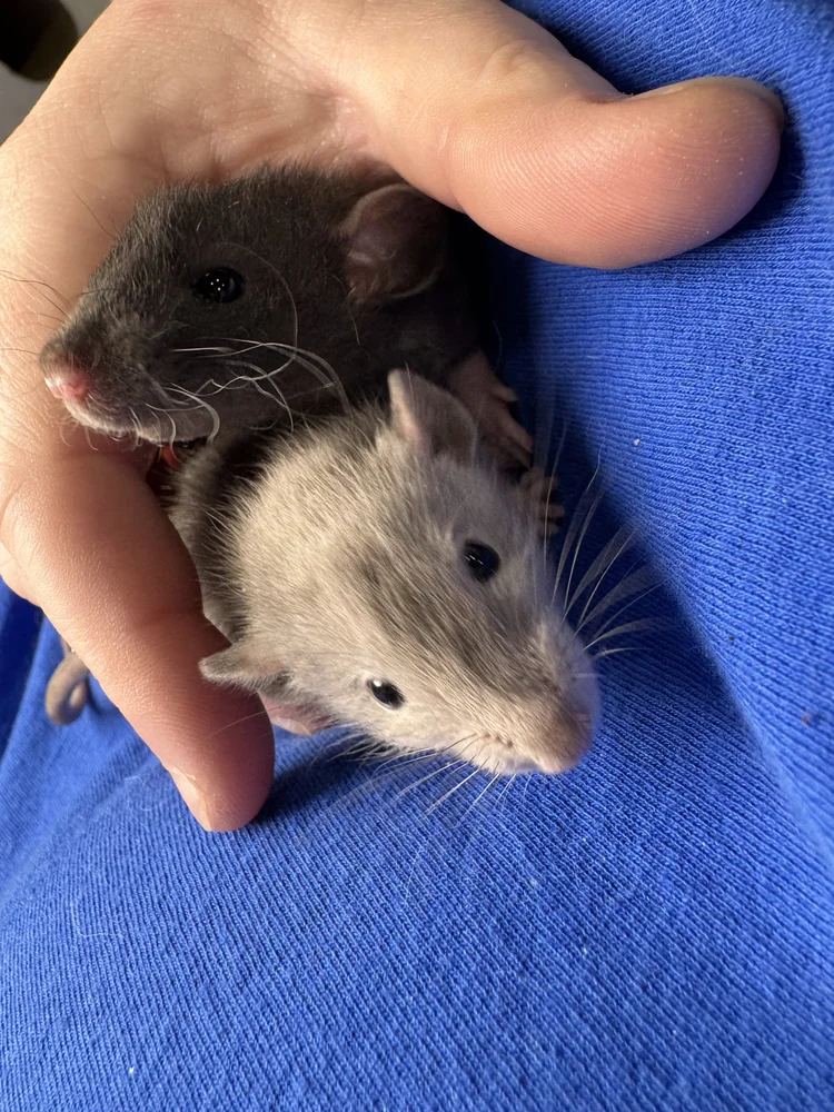 Why Is My Rat Biting Me? | Behavior, Causes & Solutions | Coastline ...