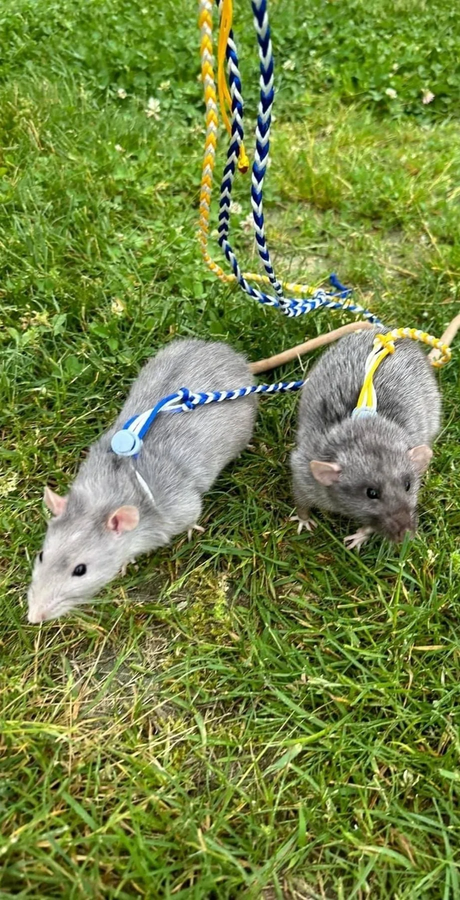 Adopt Rats Pet Rat Adoption Application | Coastline Pets Rattery | Pet-Only ...