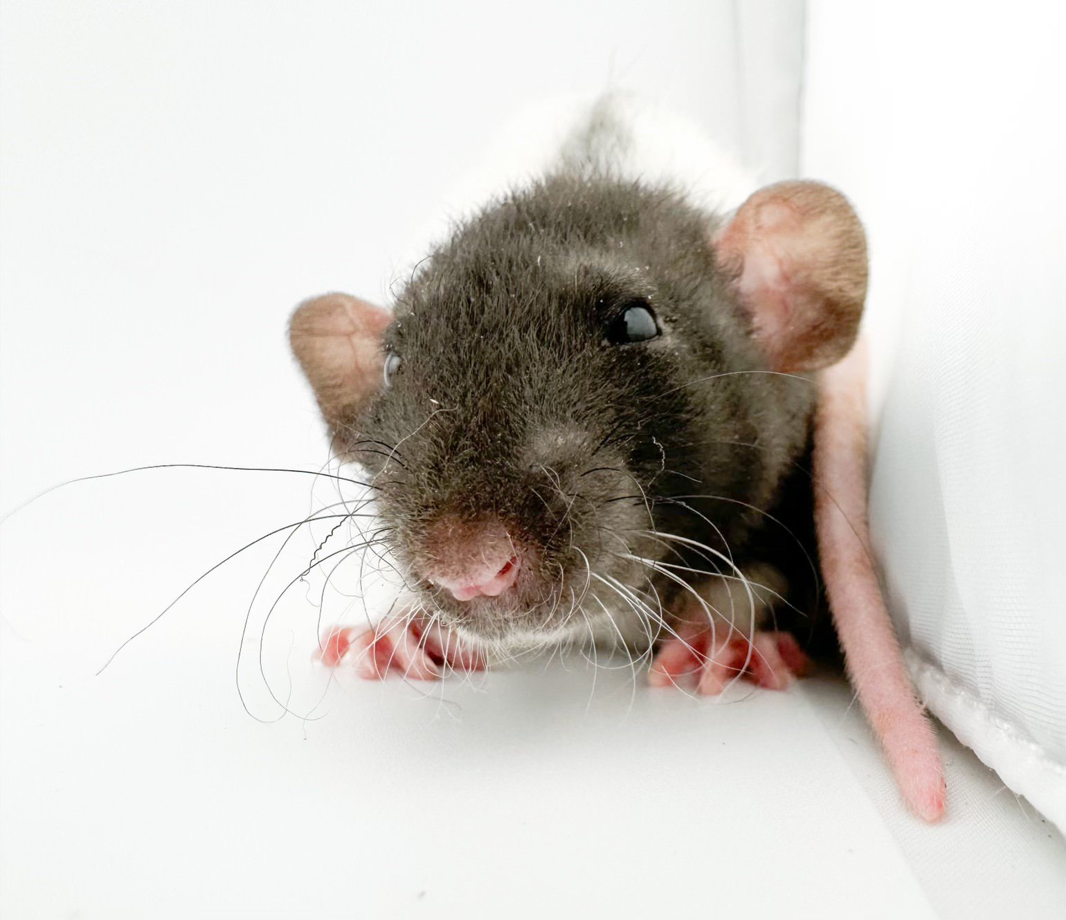 Blue Hooded Dumbo Rat