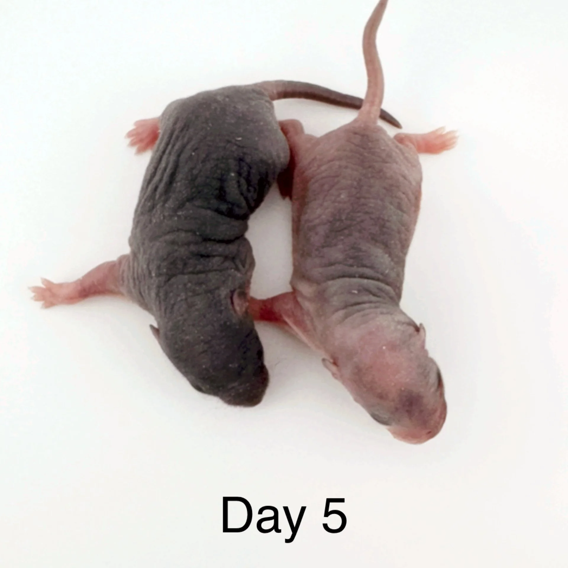 Rat Development Stages: From Newborn Pinky to Senior Rat | Coastline ...