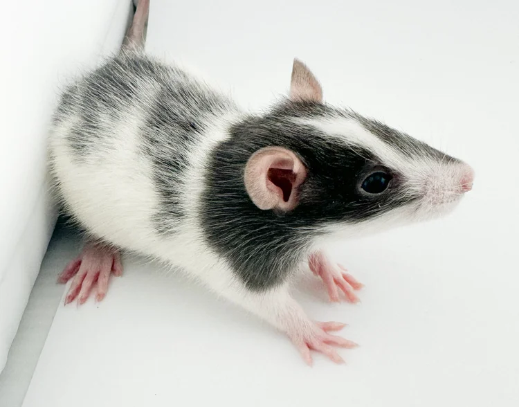 Rat Coats, Colors & Patterns We Offer | Varieties at Coastline Pets ...