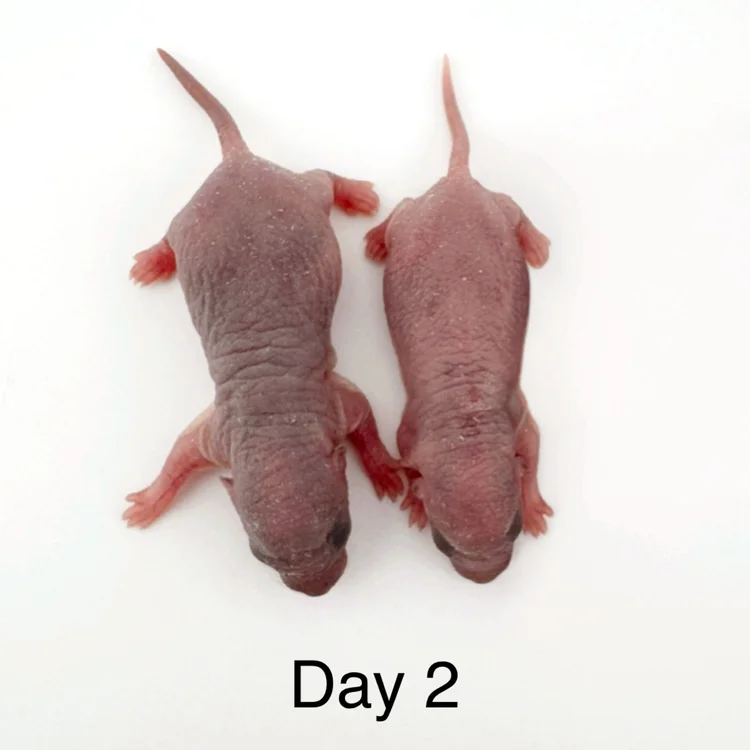 Rat Development Stages: From Newborn Pinky to Senior Rat | Coastline ...