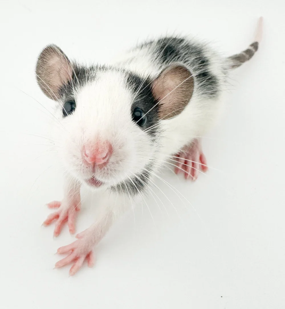 Pet Rat Pricing & Adoption Fees | Coat & Trait Cost Breakdown ...