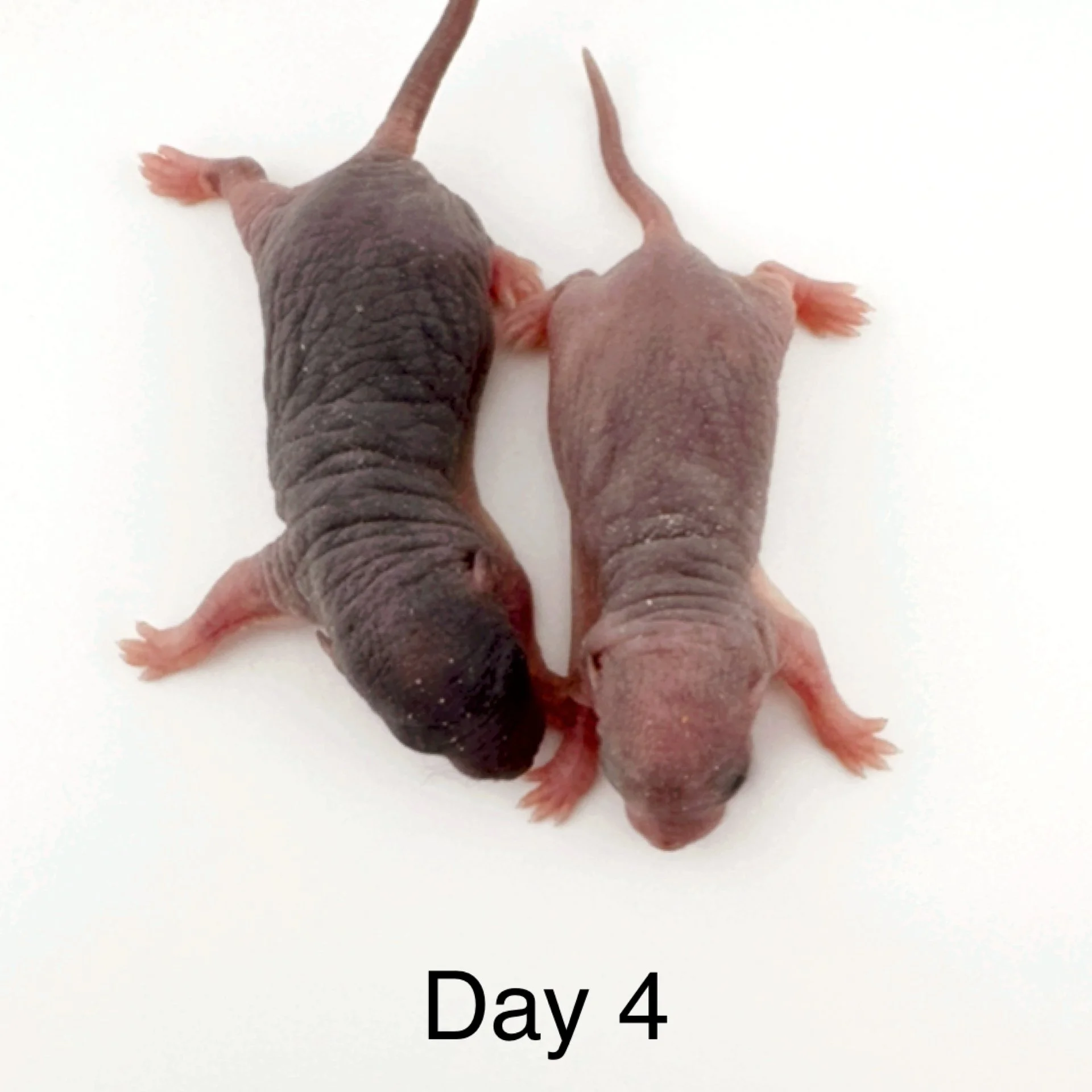 Rat Development Stages: From Newborn Pinky to Senior Rat | Coastline ...