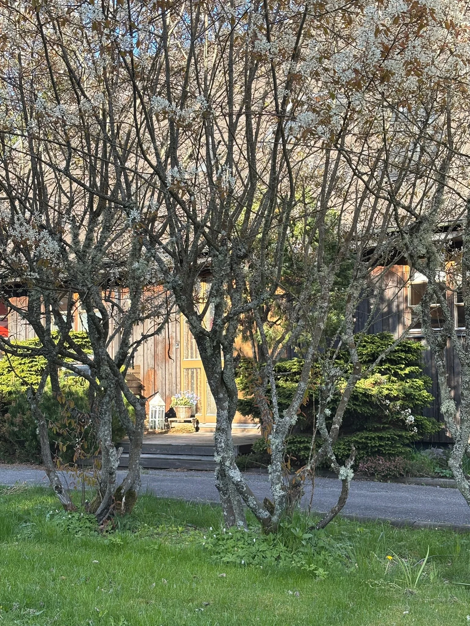 A large backyard with a tree in the foreground, a wooden pathway leading to a house with a porch, lush green grass, and various shrubs and plants. West Cottage, Åsensbruk