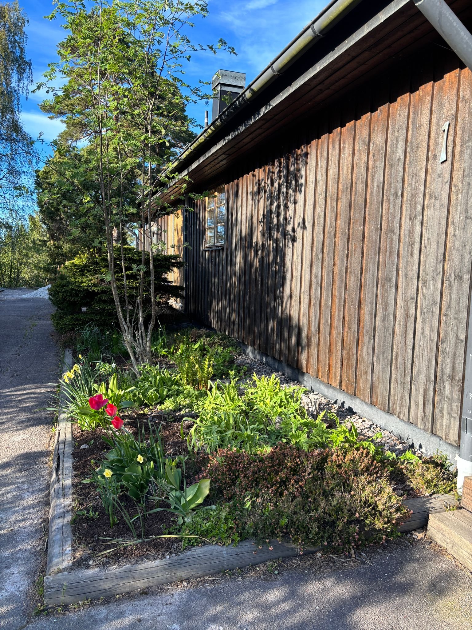 A small garden bed with pink and yellow tulips, green foliage, and some ground cover plants, located beside a gravel path and a wooden building with a wooden trim. West Cottage Sweden, Åsensbruk