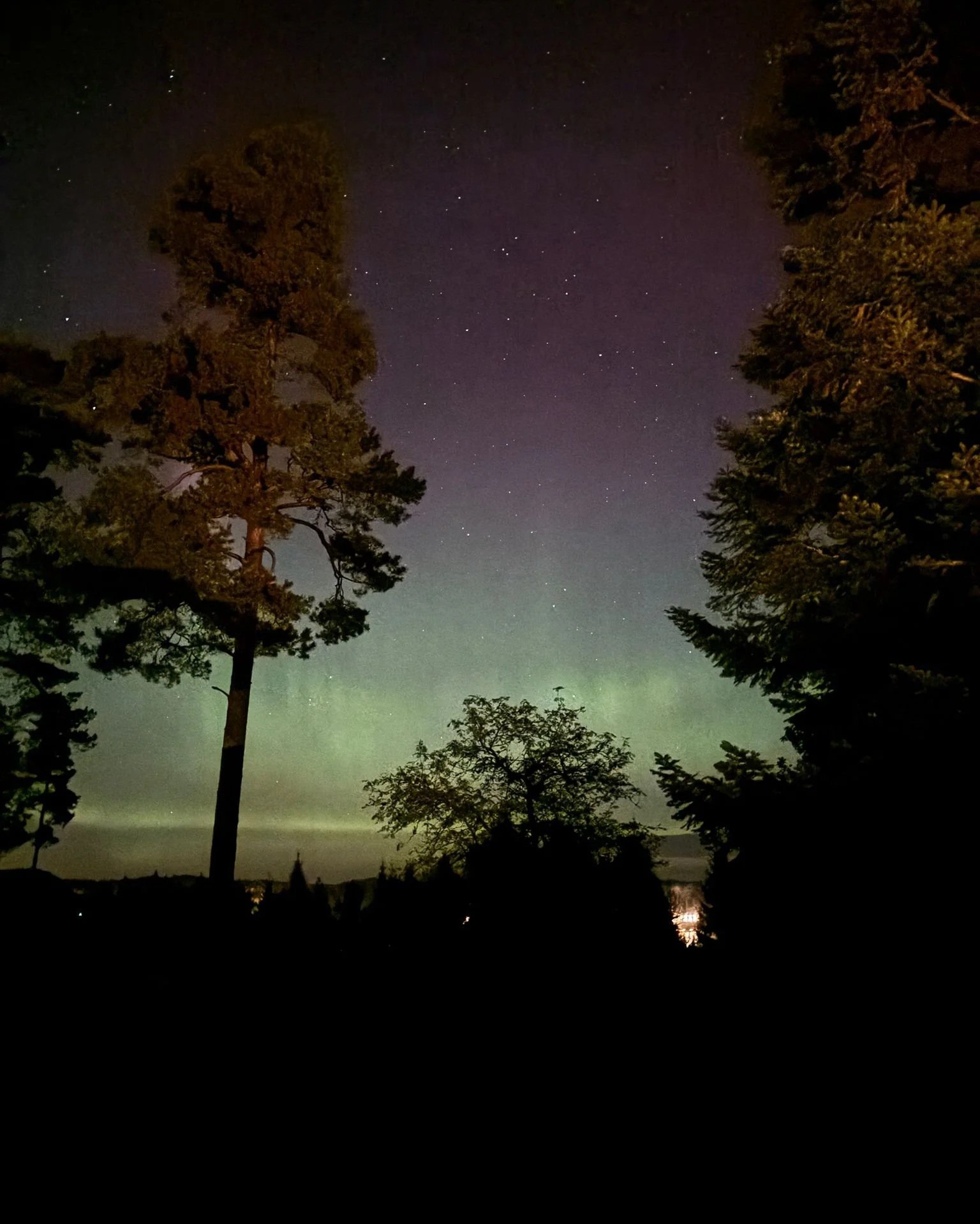 Night sky visible through silhouettes of trees, with stars and a faint aurora or light pollution near the horizon.