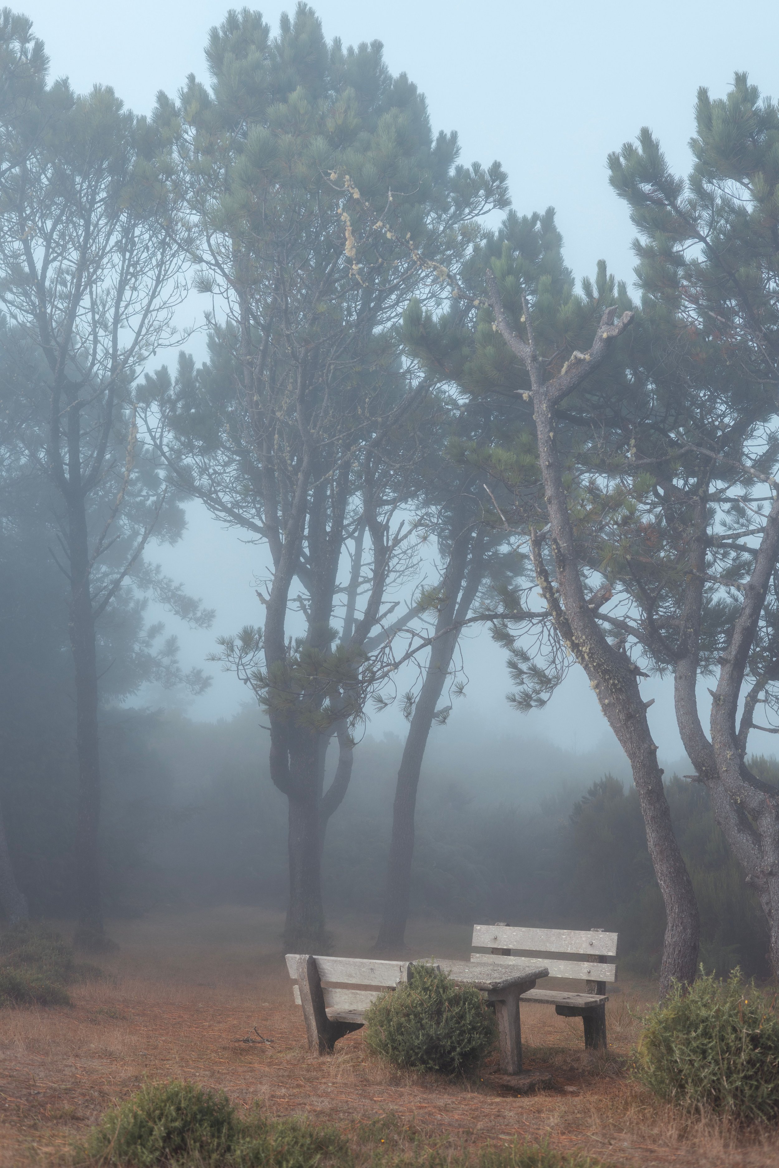 A foggy park scene with two empty benches and tall, mist-shrouded pine trees in the background.