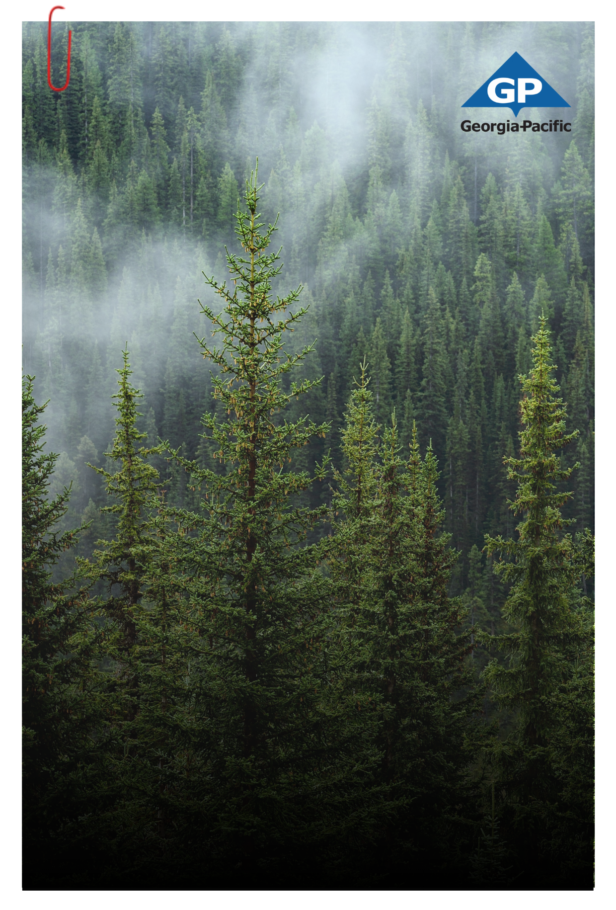 Foggy forest for Block+Tackle's Georgia Pacific Project Evergreen Case Study