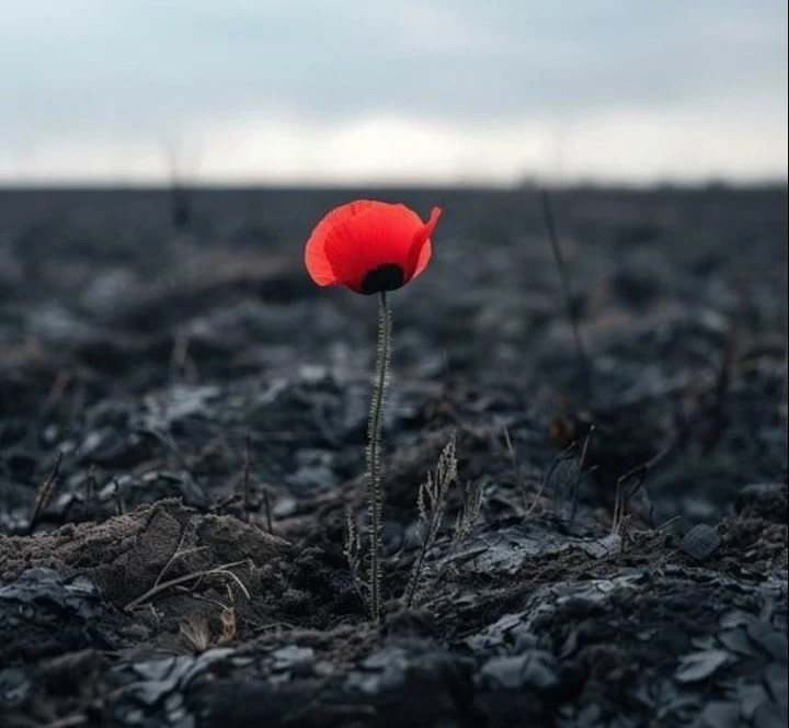 🌺Today we pause to remember the brave men and women who served and sacrificed for our freedom. Their courage and legacy live on in the hearts of every Canadian. 🌺

Lest we forget.
