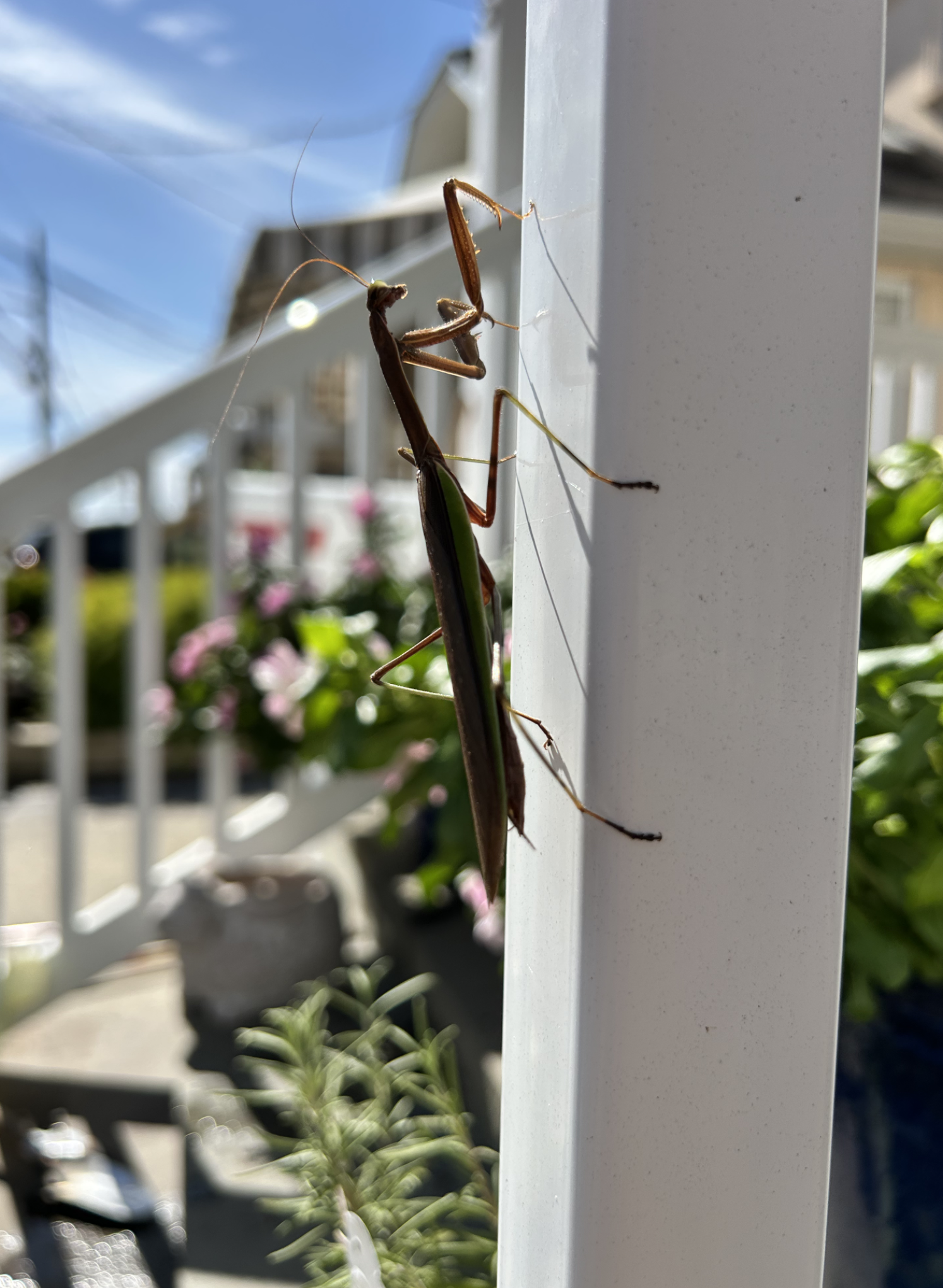 Ecological Resilience