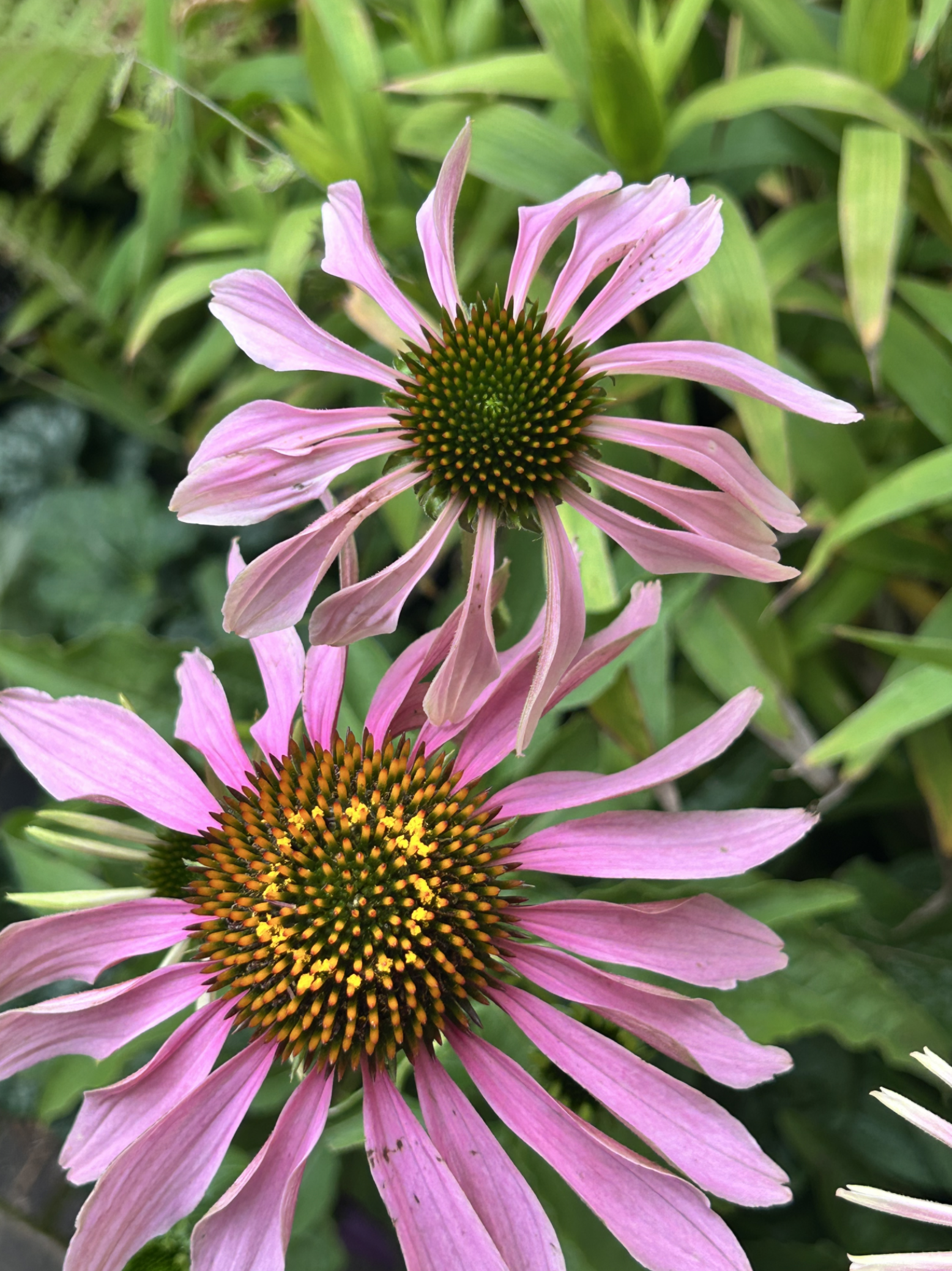 Meadow in the Making