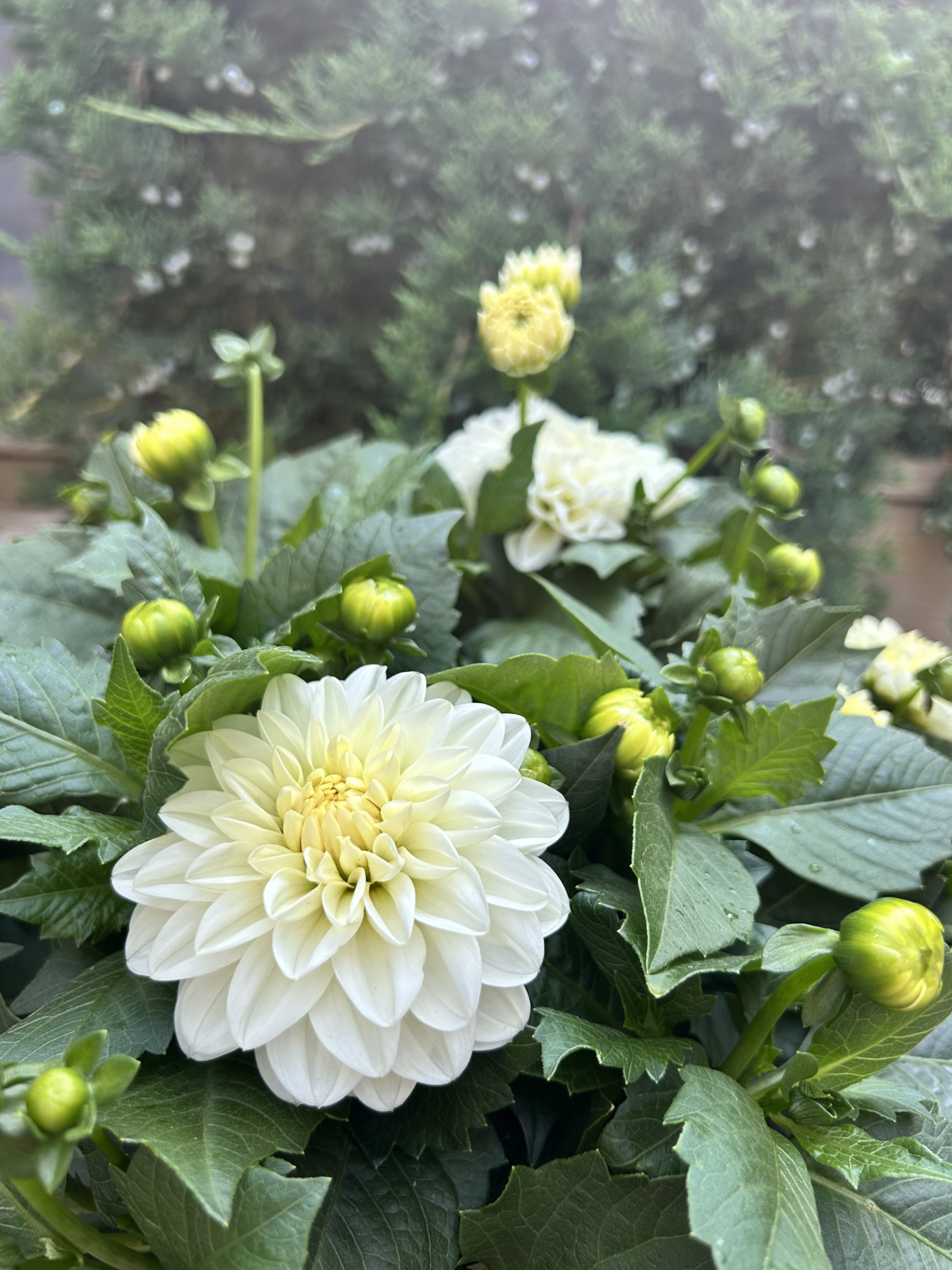 Screenshot 2026-03-05 at 5.47.01 PM.png