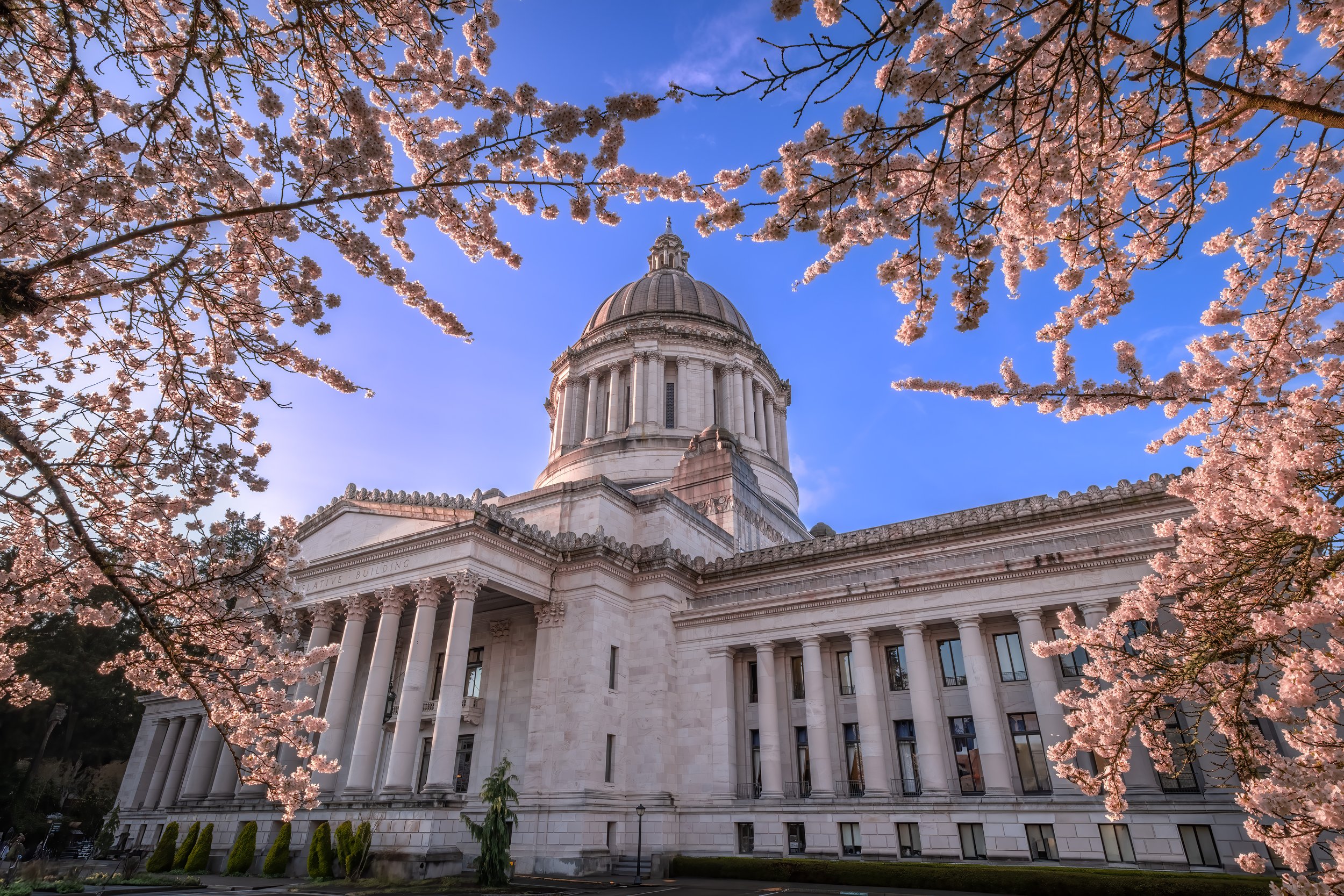Spring in full bloom at the Washington State Capitol in Olympia, WA