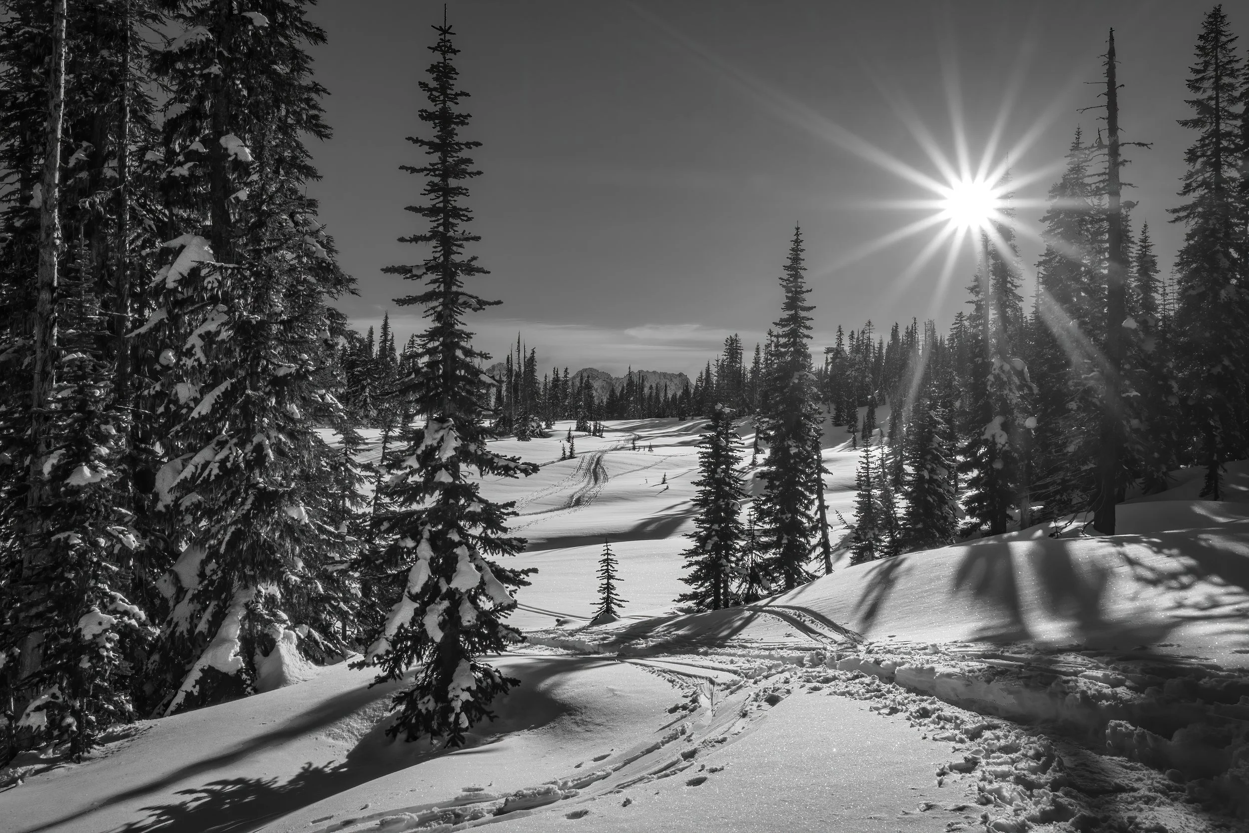 Snow-covered forest with tall pine trees, with the sun shining brightly through the sky, casting long shadows on the snow, in a winter landscape.