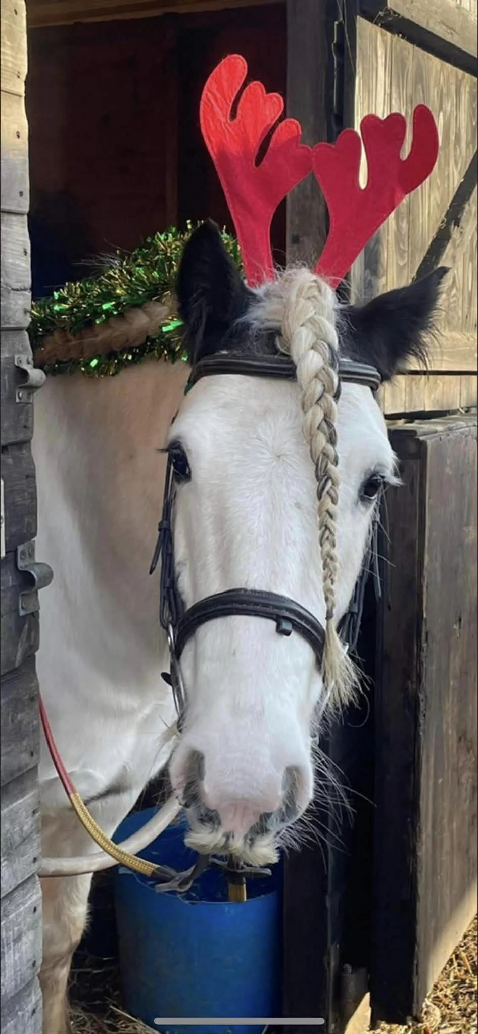 Christmas mini riders 