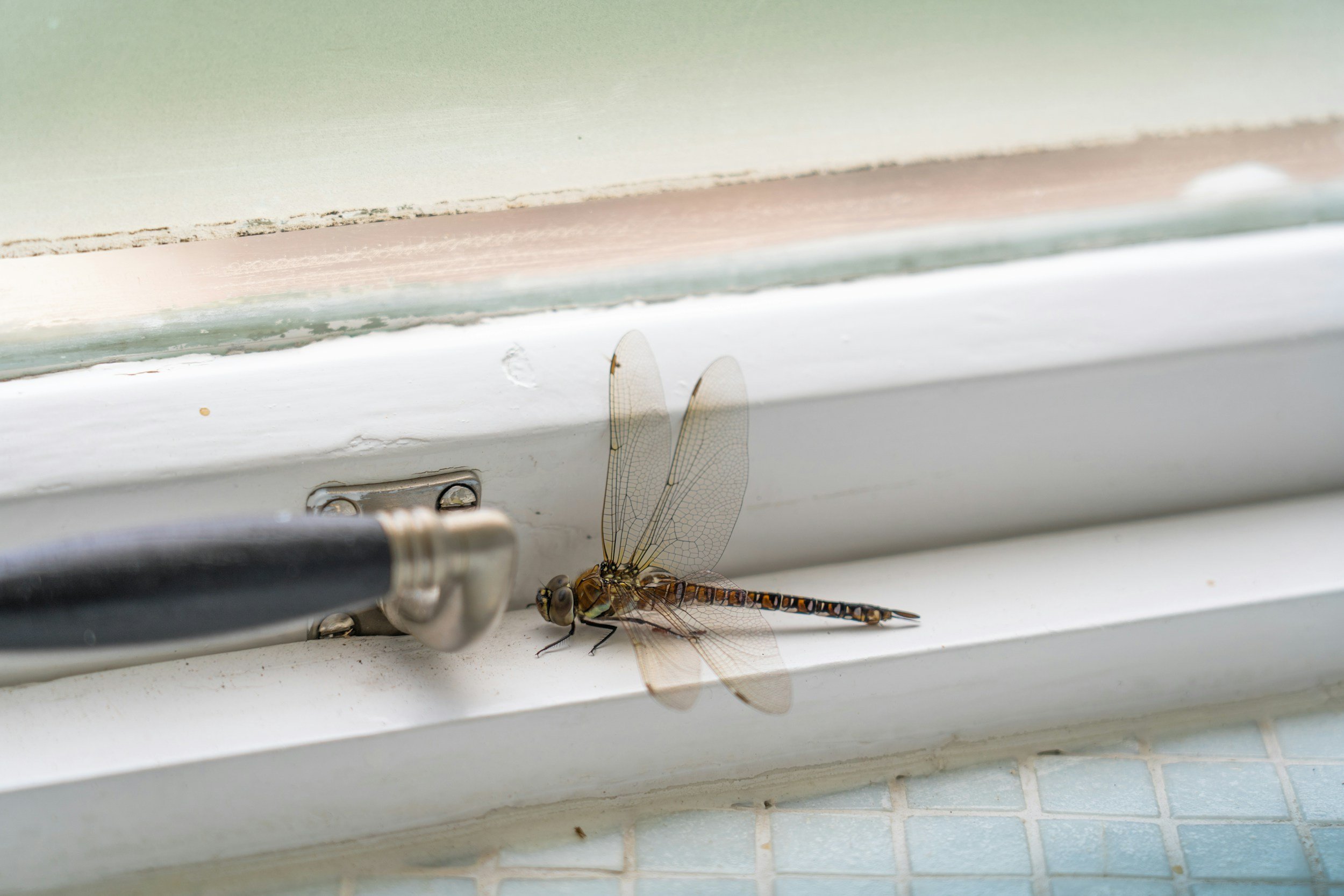 Effective Ways to Repel Bugs from Your Central Florida Property