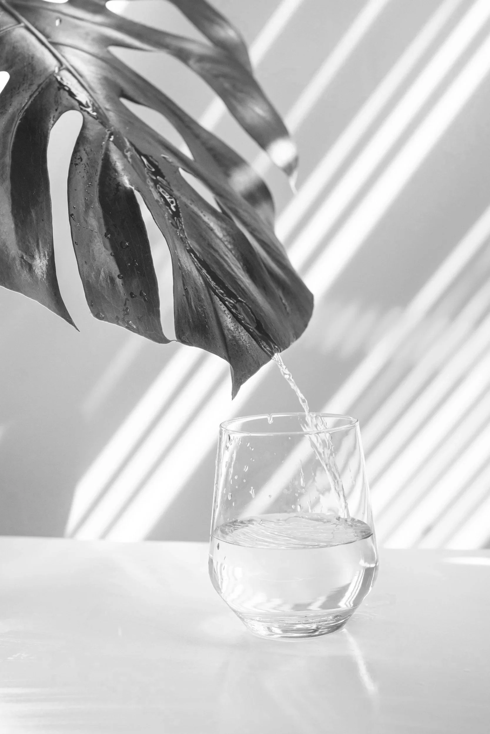 A black and white photo showing a close-up of a monstera leaf with a glass of water underneath