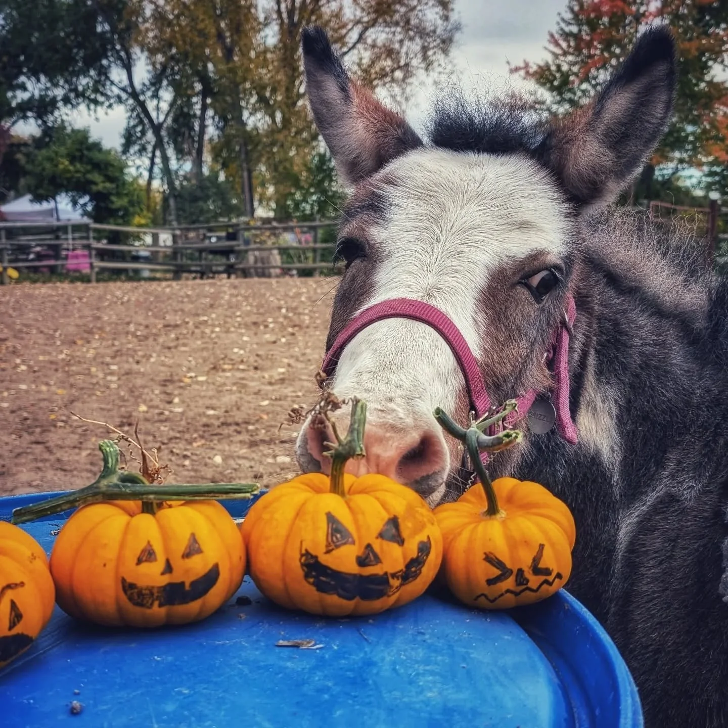 Some Fall fun and Silliness with our awesome herd members. 

#laughingbuckfarm
#friendsoflaughingbuckfarm #therapyherd #horses #ridinglessons #adaptiveriding #fortcollinscolorado #halloween