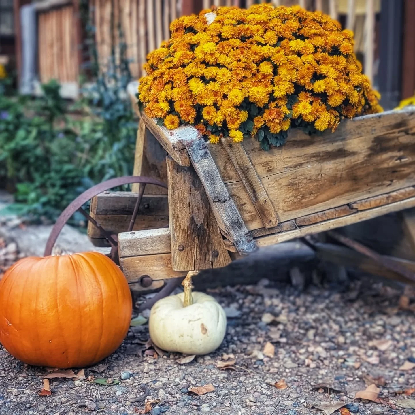 Fall beauty on the farm! 🍂 

#laughingbuckfarm  #friendsoflaughingbuckfarm #outdooreducation #adaptiveriding #allabilitieswelcome #friendship #fallvibes #fallcolors #horseriding #homeschooling #farmschooling #allweatherlearning