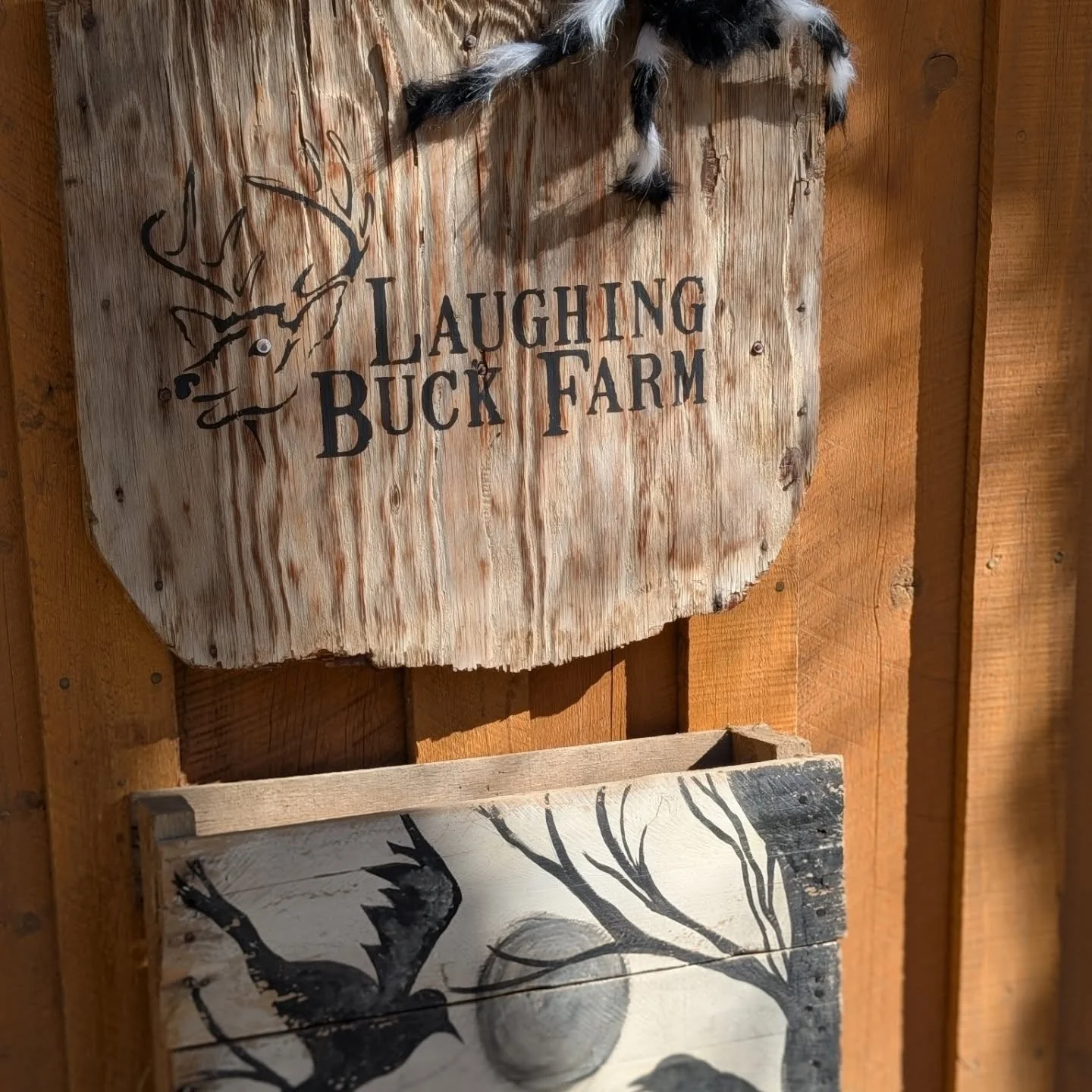 Things are looking spooktacular on the farm! 👻 

#laughingbuckfarm #friendsoflaughingbuckfarm #halloween #spooky #outdooreducation #fortcollinscolorado