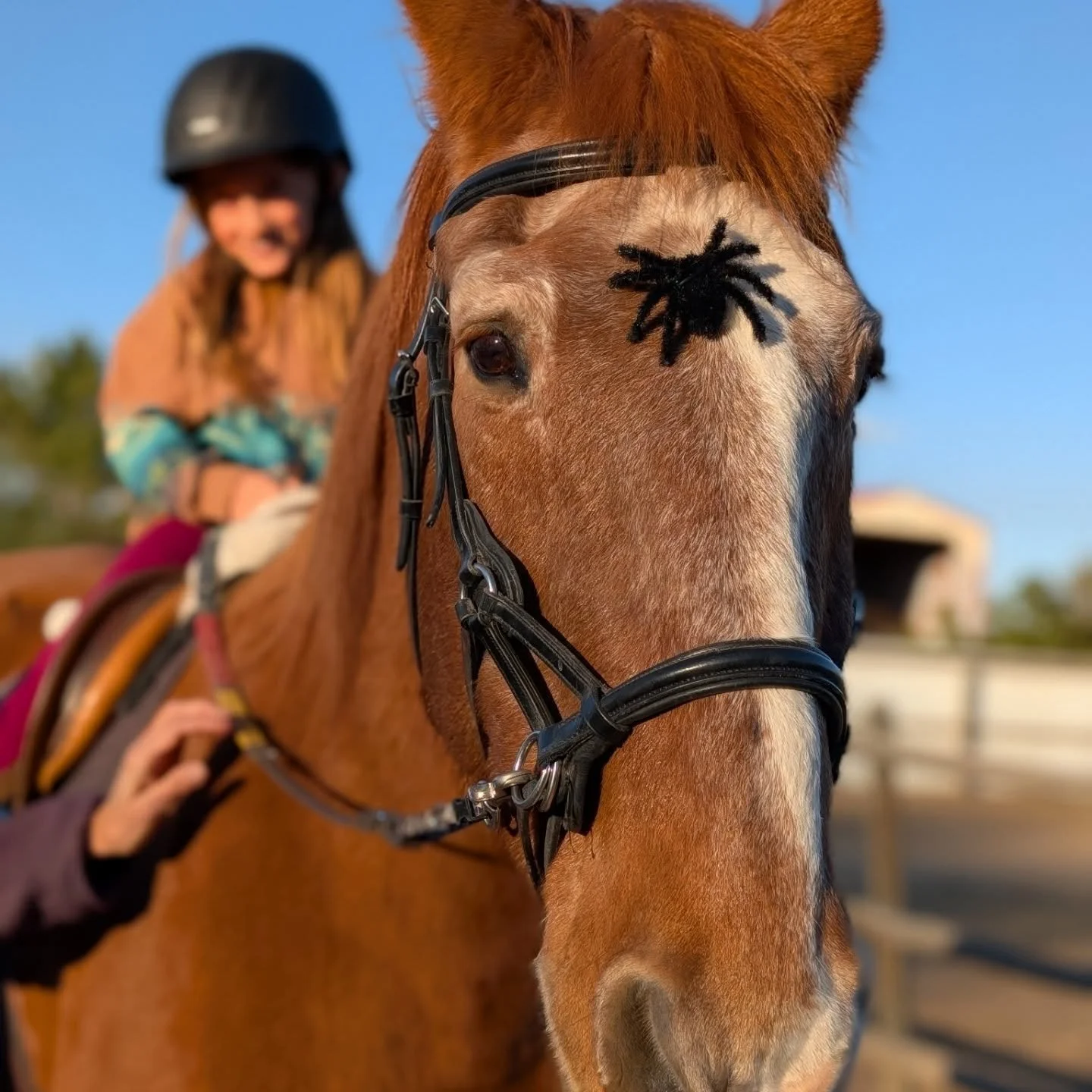 Oh no! Lessons have gotten spooky with spiders! 🕷️ 
Happy Halloween 👻🎃 stay safe everyone! 

#laughingbuckfarm #friendsoflaughingbuckfarm #halloween #ridinglessons #outdooreducation #adaptiveriding #fun