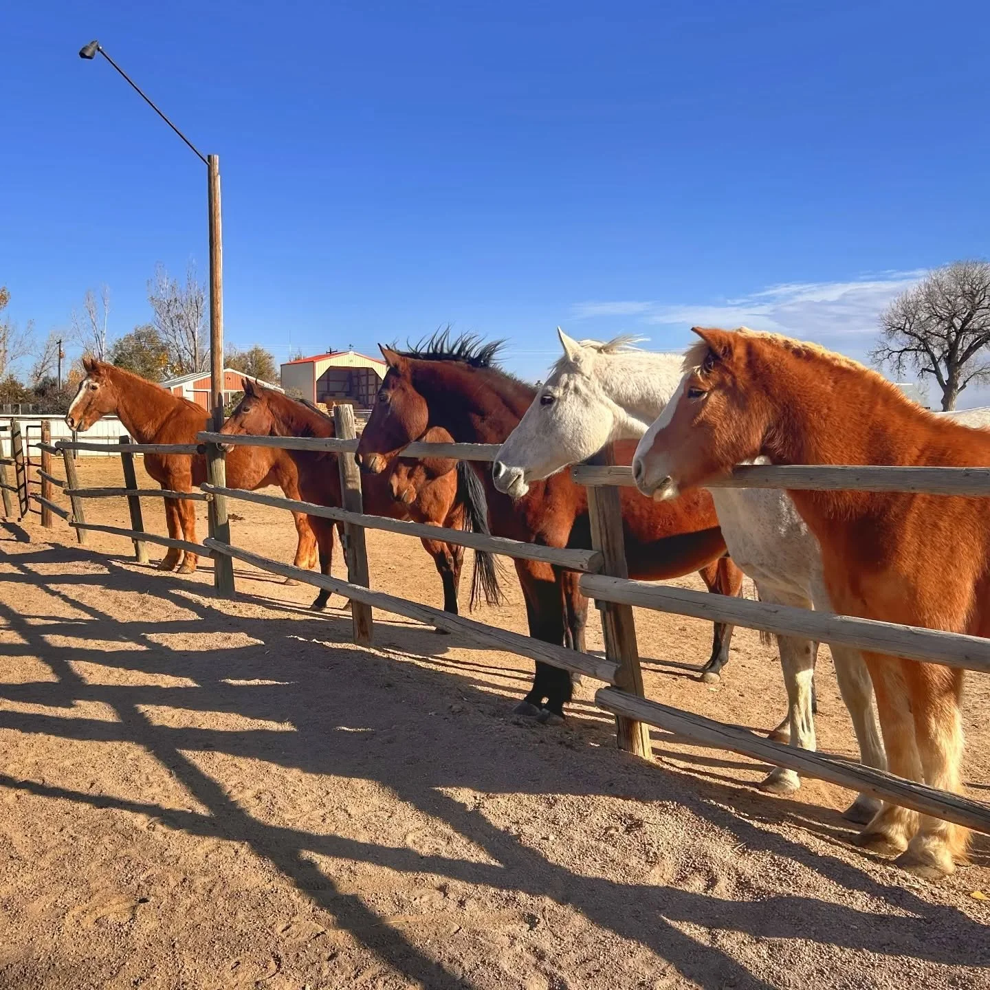 What could our main lot herd be so excited about that  it causes them to line up perfectly?! 

The answer? A cute little appy named Opal! 

Opal is our intern Meg's horse, she's in her teens and we are hoping she will be a good addition to our herd! 