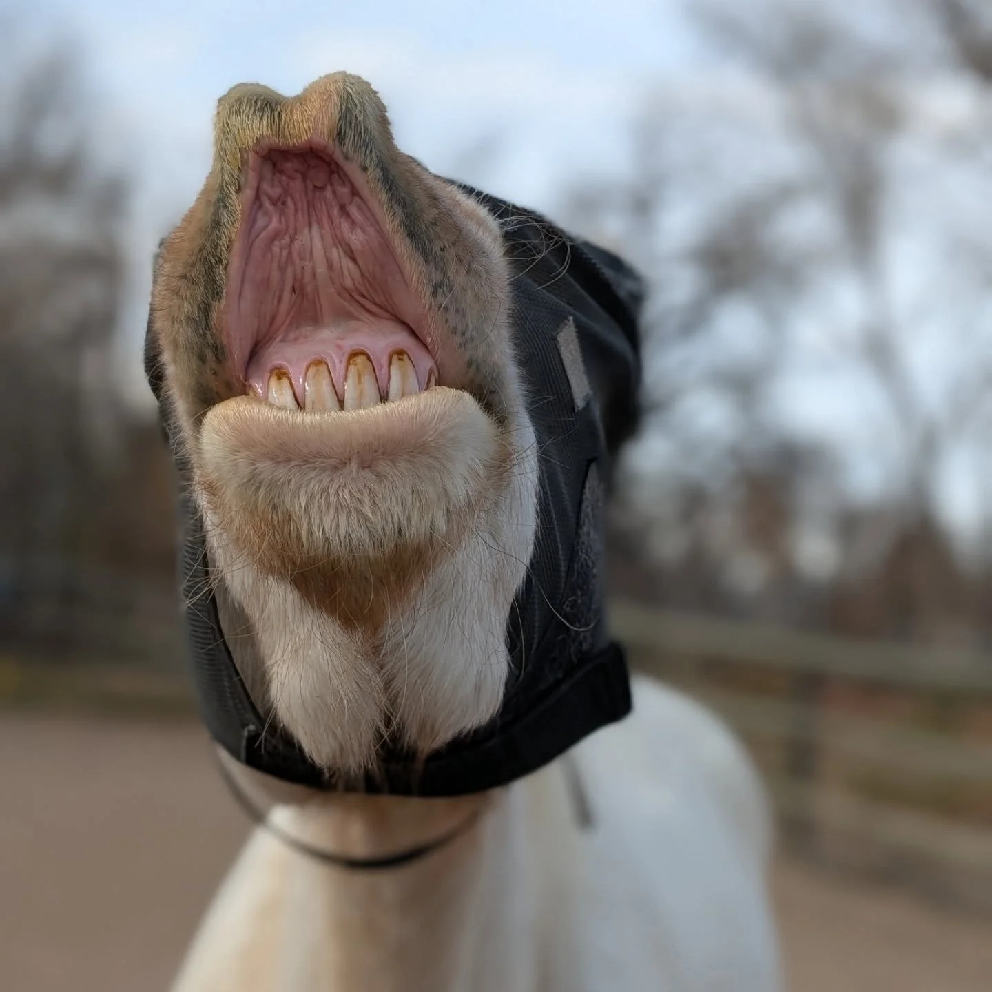 Who begged for a treat the best? 
Opal, Ladybug, Ranger, or Drizzle/Rachel? 🥹🥹🥹 

#laughingbuckfarm #friendsoflaughingbuckfarm #beggyface #horseriding #ridinglessons #ridinginstructor #mulesofinstagram #outdooreducation #farmschooling #fortcollins