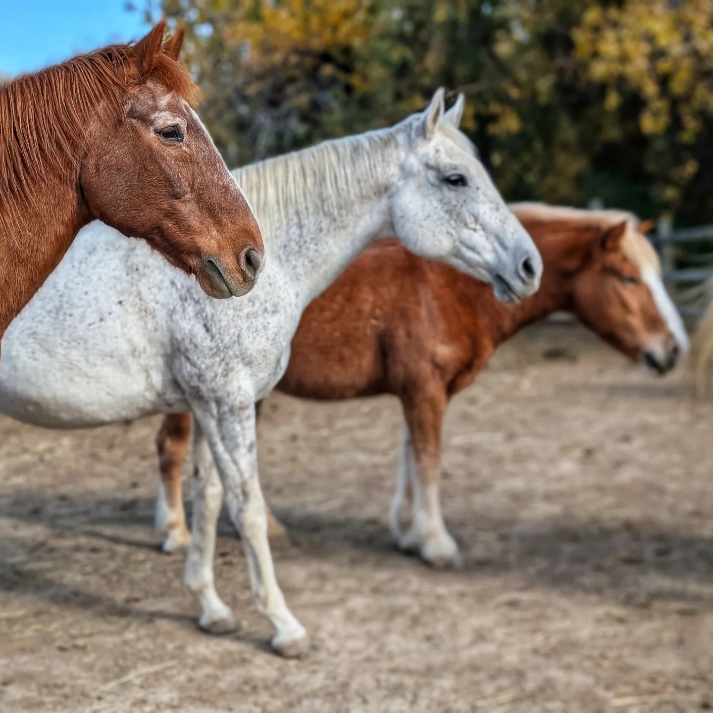 Happy National Day of the Horse 🐎 

#laughingbuckfarm #friendsoflaughingbuckfarm #nonprofit #adaptiveriding #ridinglessons #horsemanship #equestrian #lovehorses #fortcollinscolorado