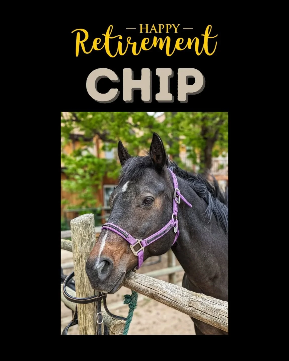 After over 6 years as a therapeutic and non-adaptive lesson horse, we have decided to retire Chip. 

At 25, Chip is showing that he has some arthritic changes that aren't going to respond completely to medications, and so the hard decision was made t