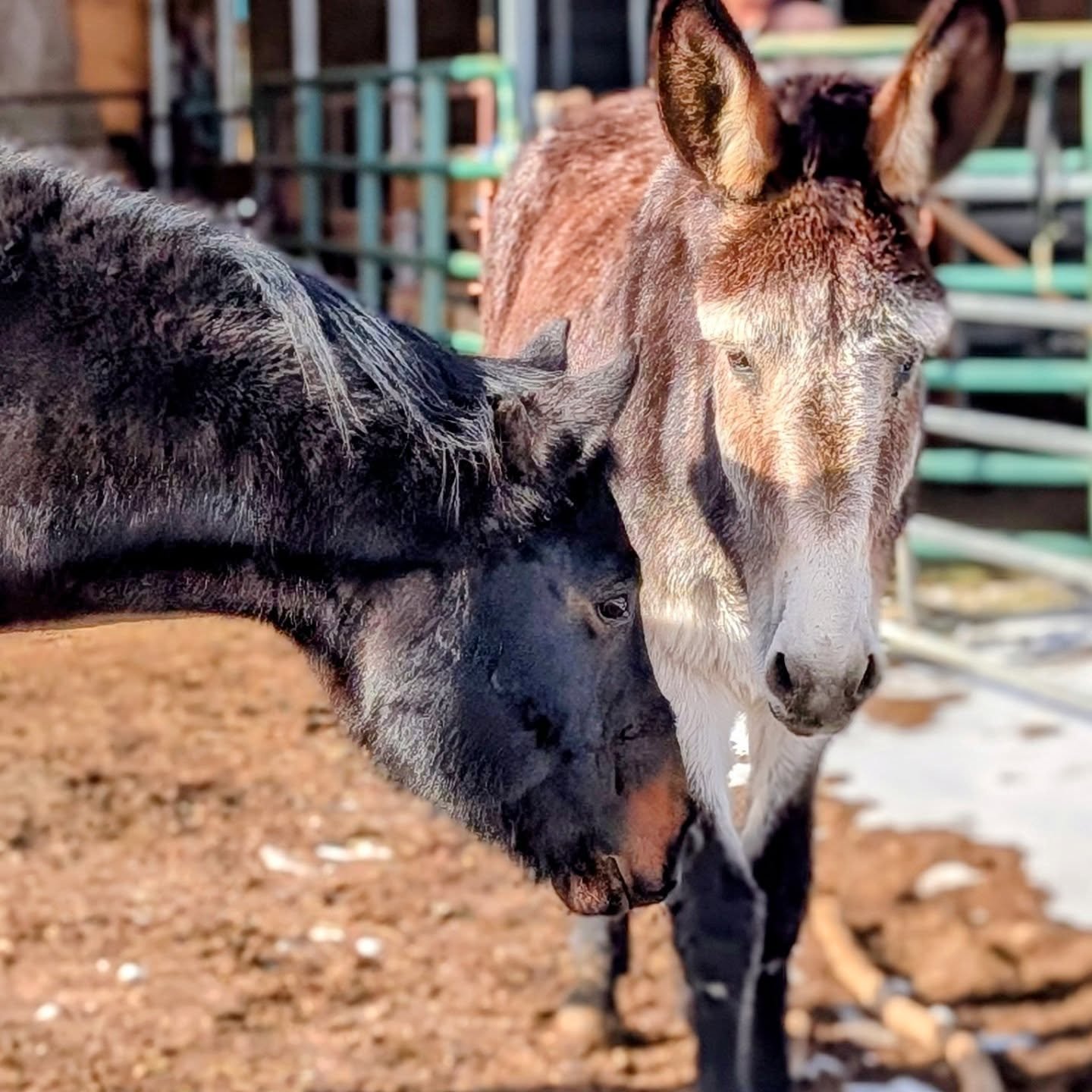 Update on our retirees. Chip has officially moved to @hee.haw.donkey.rescue And is very happy to see his old friend Lass, who he really enjoyed spending turnout time with at the farm. For those of you who love Lass, here she is in her fluffy winter c